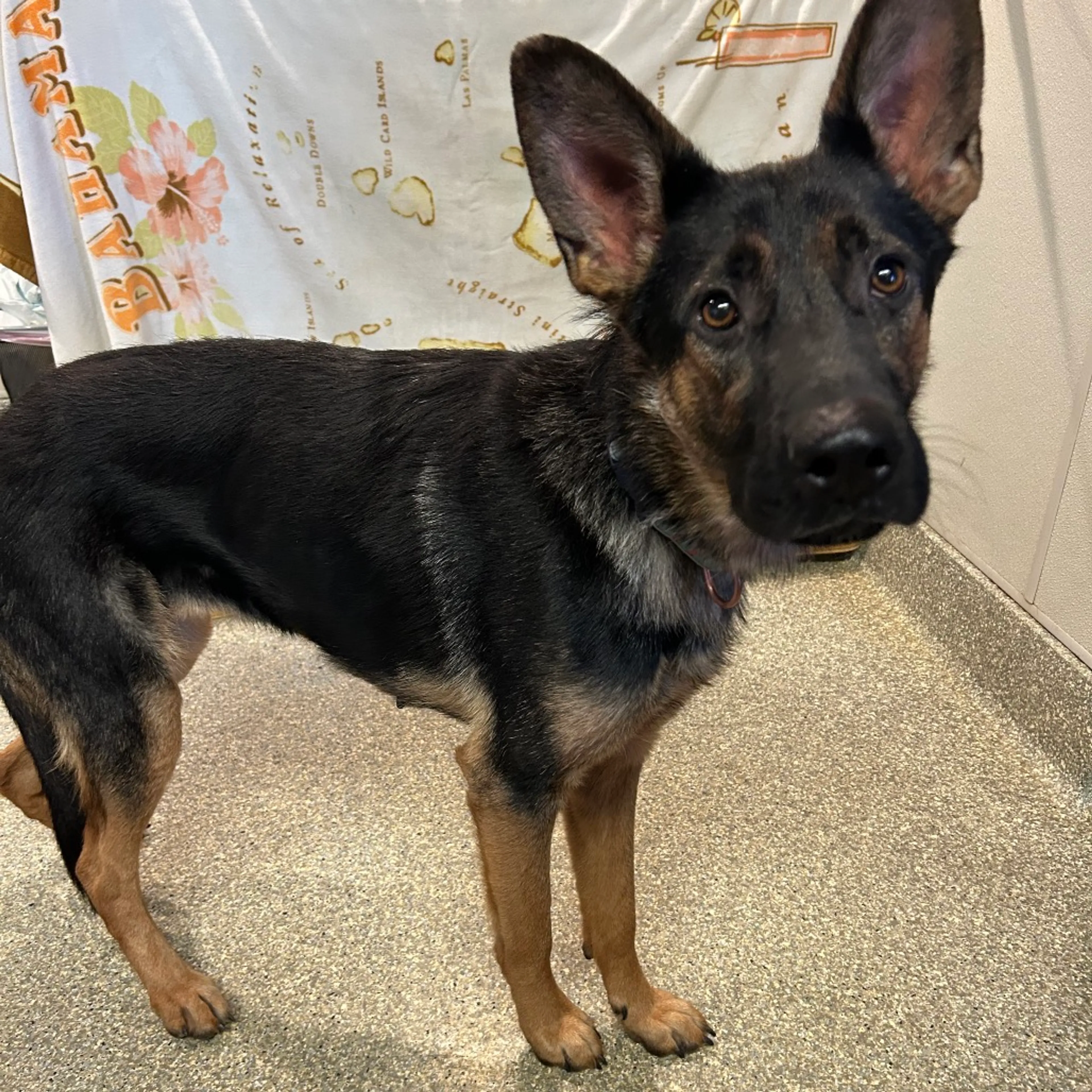 Found pet