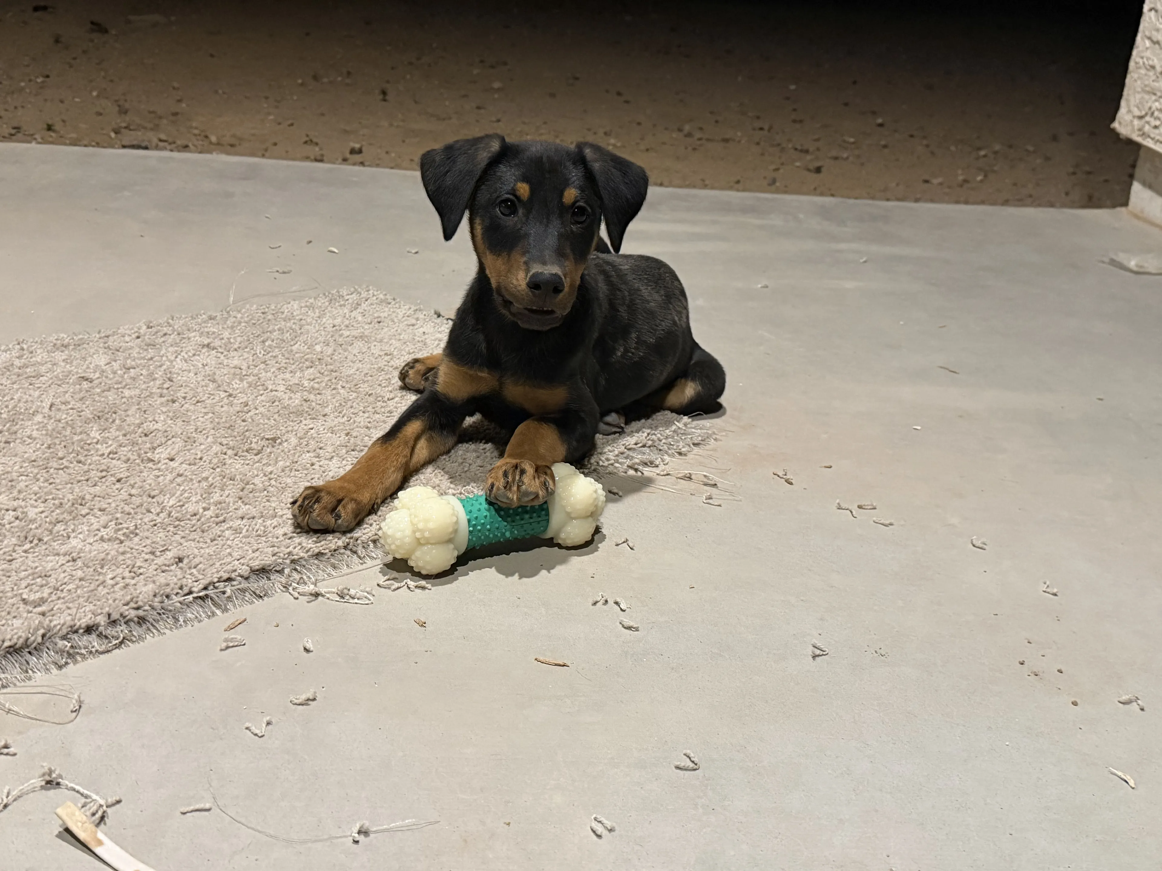 Lost pet-0