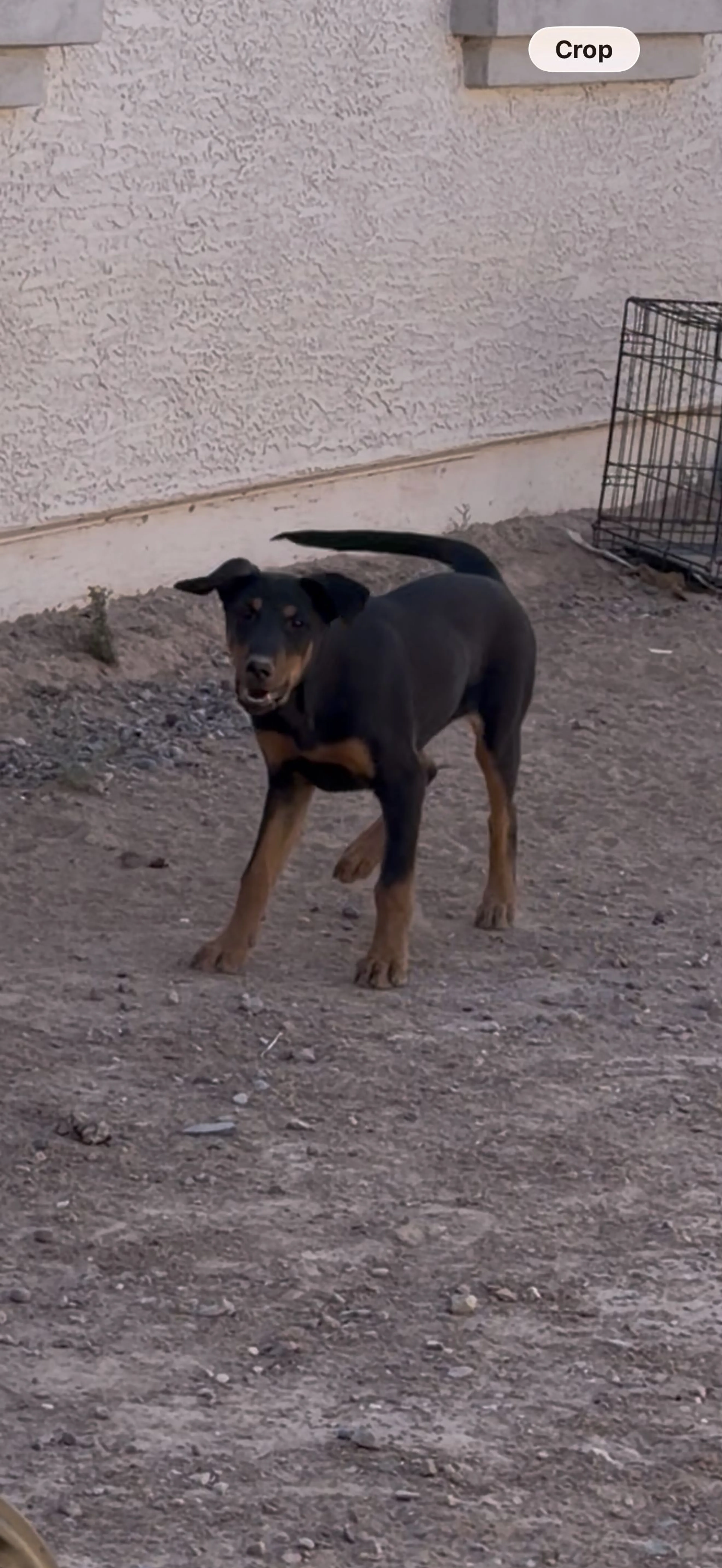Lost pet-1