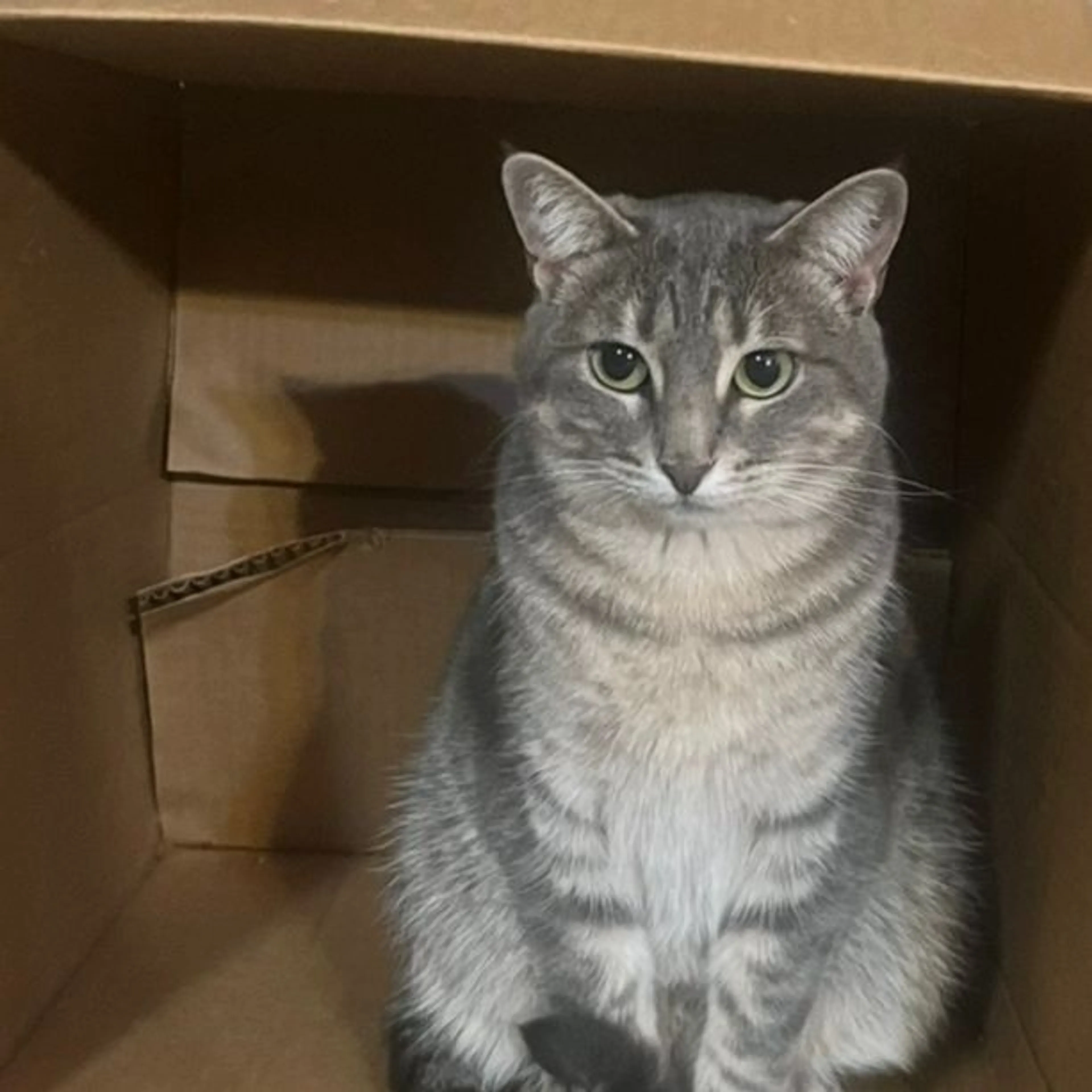 Lost pet