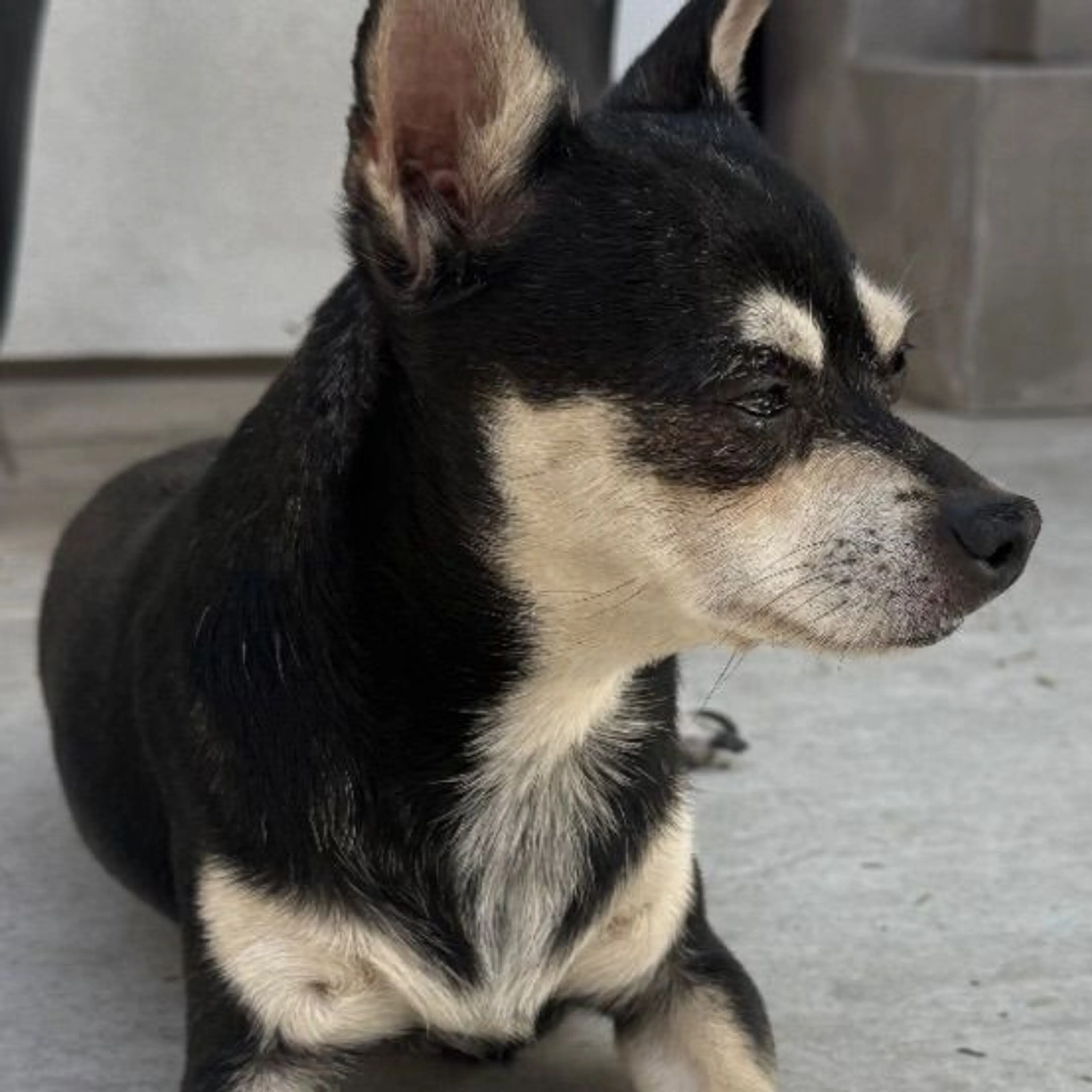 Lost pet