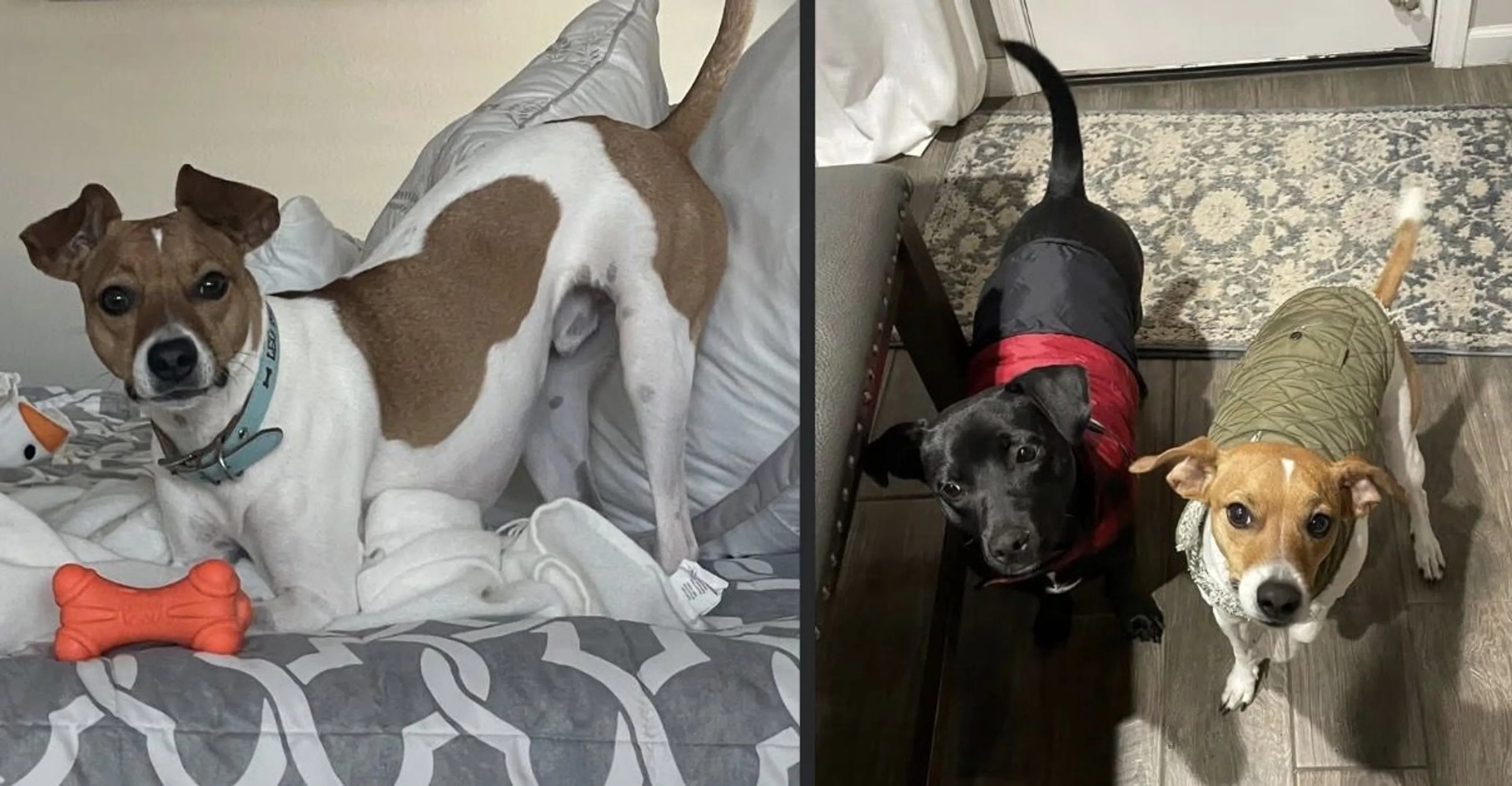 Lost pet