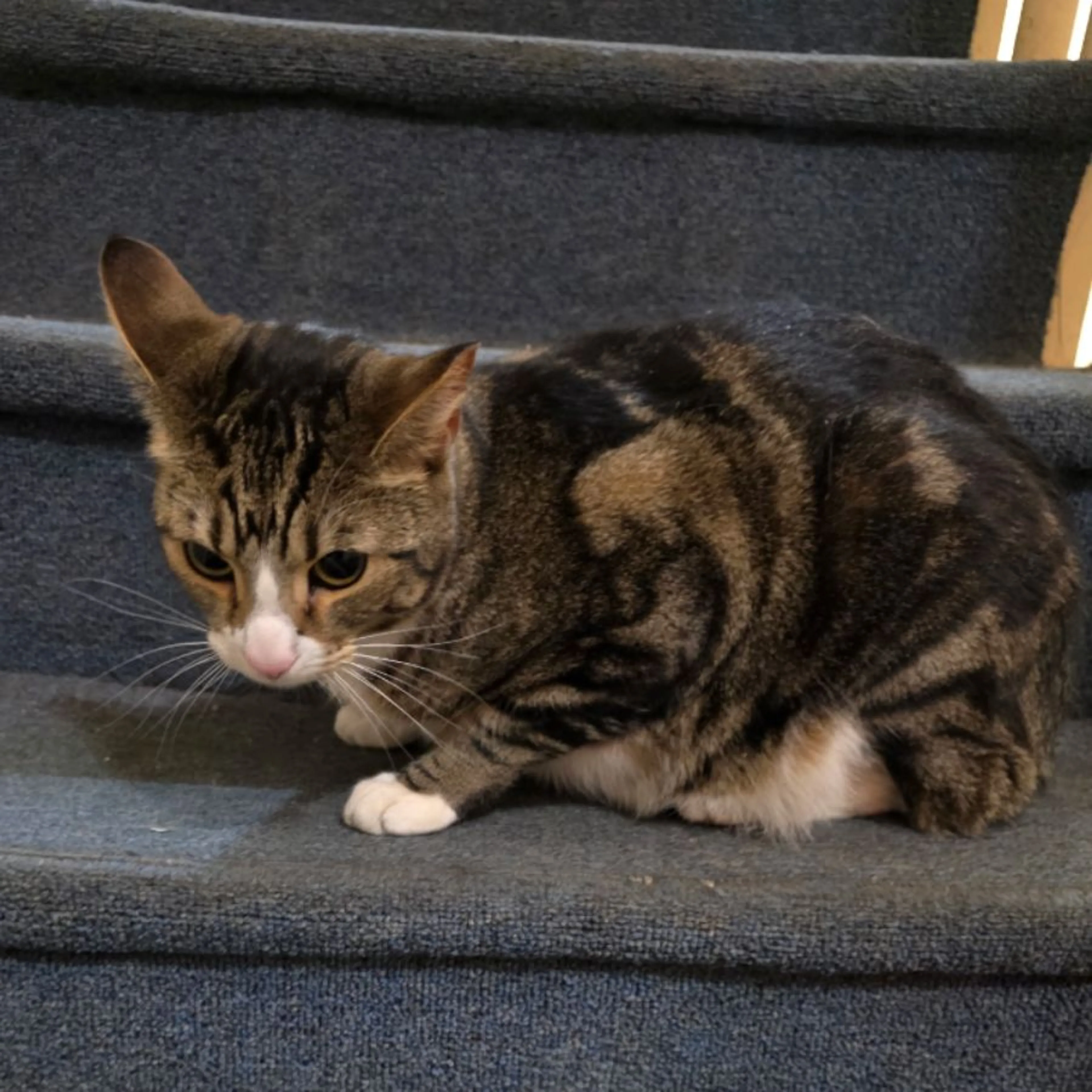 Found pet-0