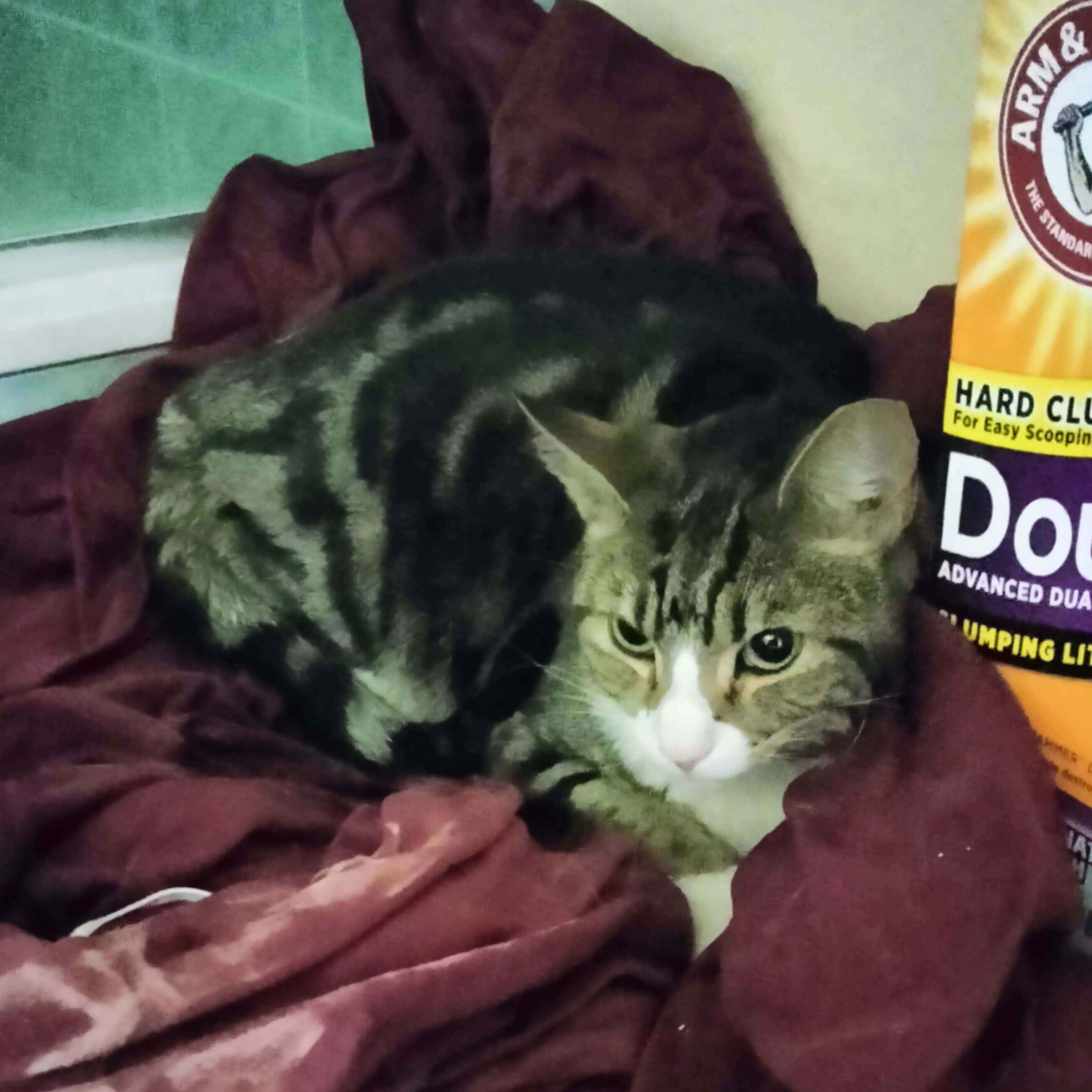 Found pet-1
