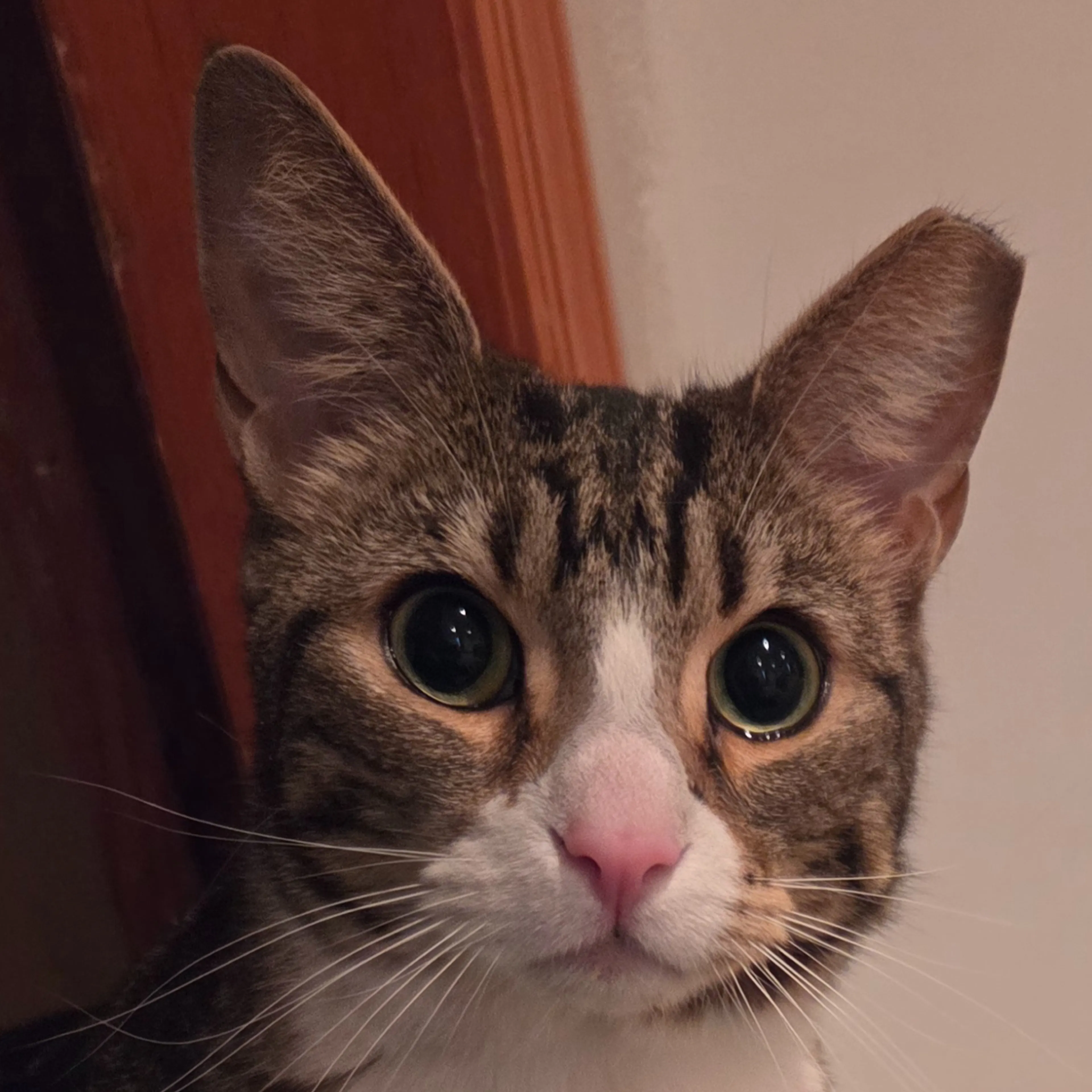Found pet-3