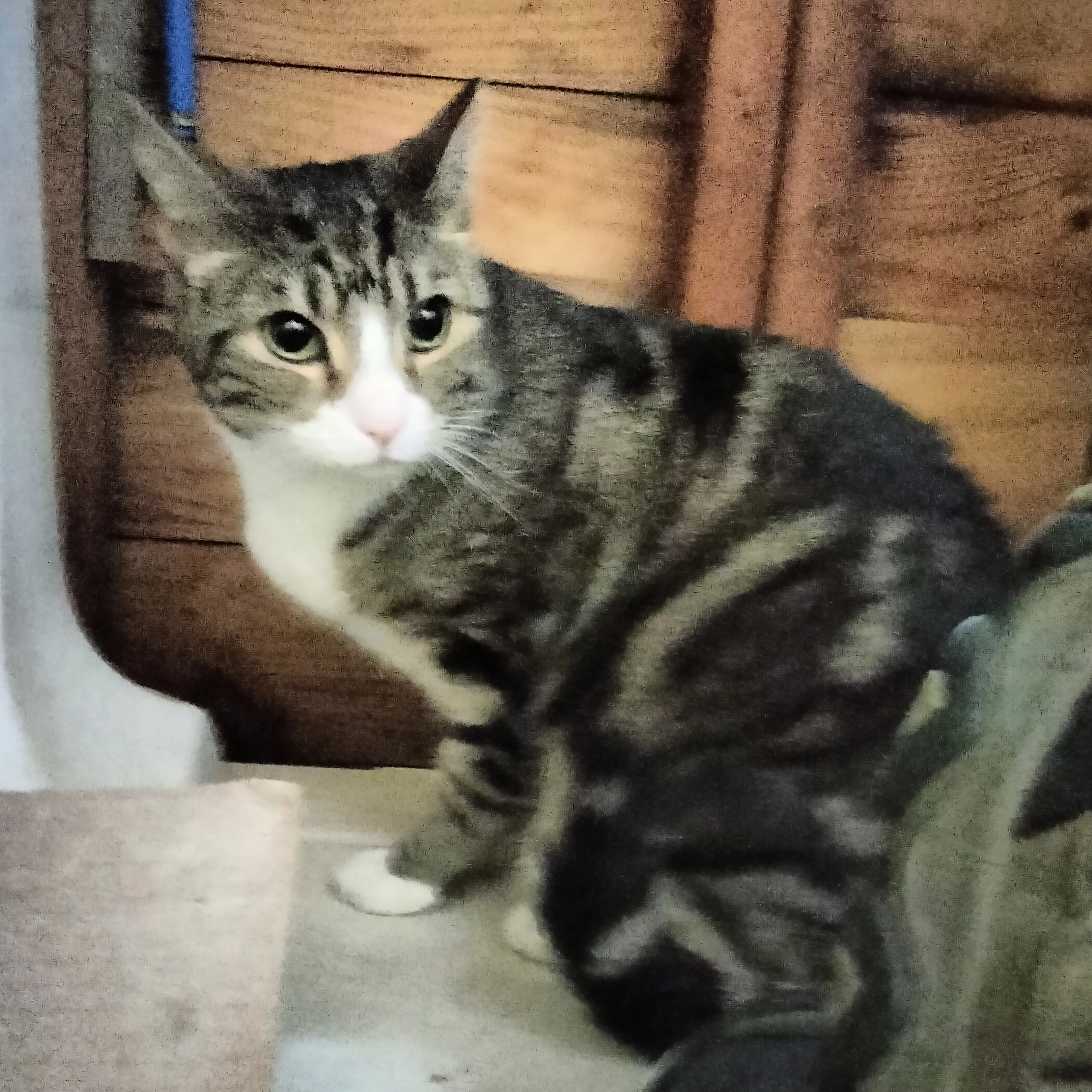 Found pet-2