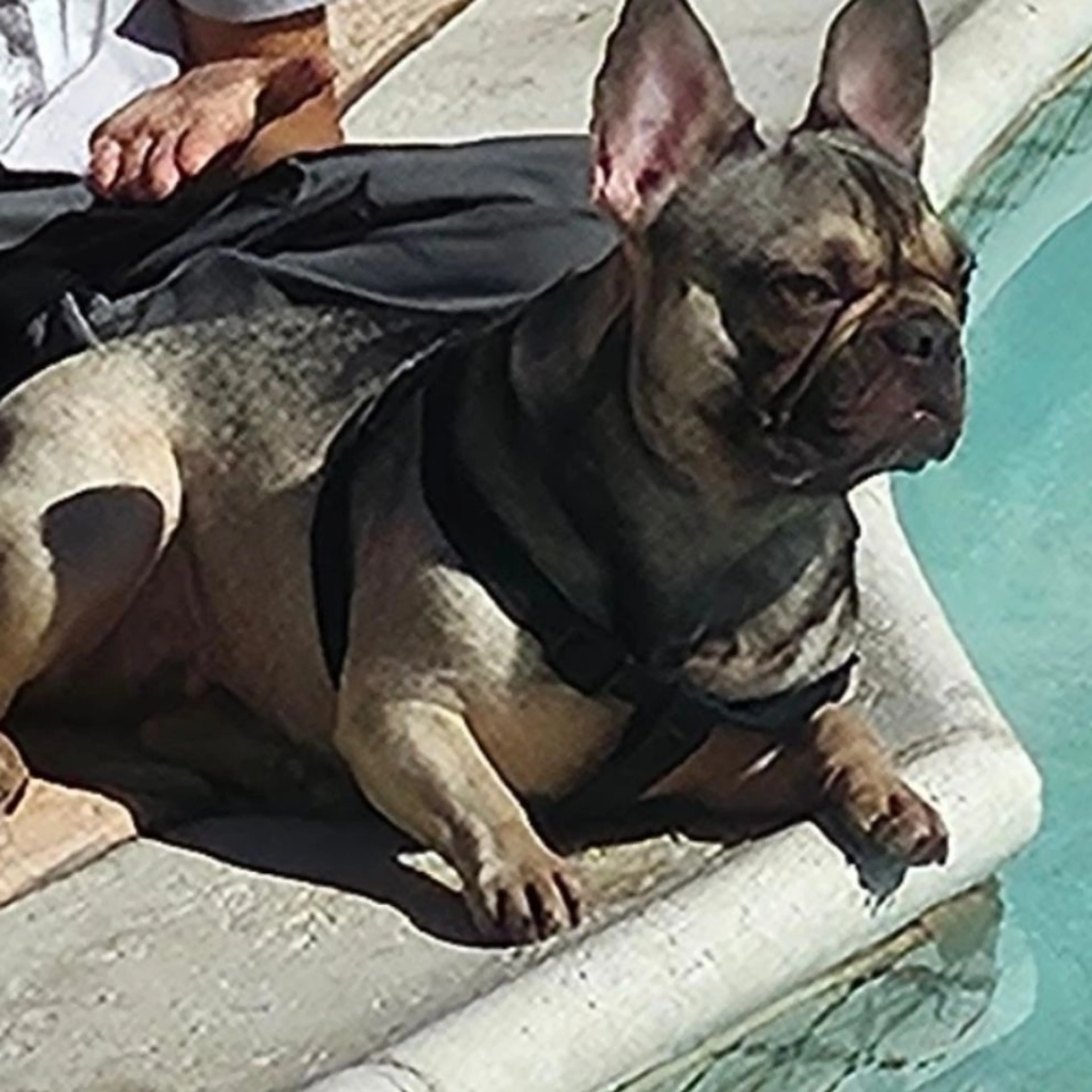 Lost pet