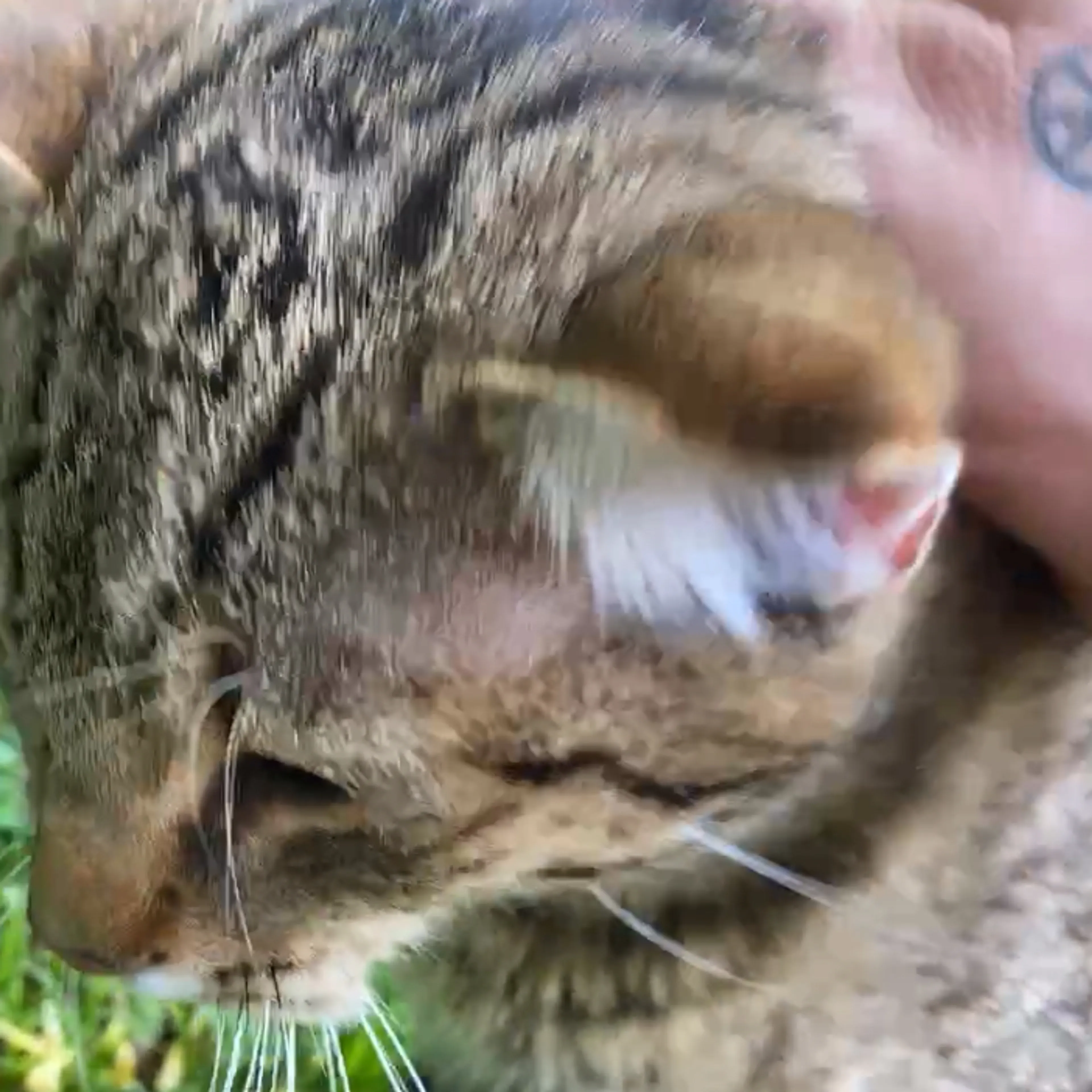 Found pet-0