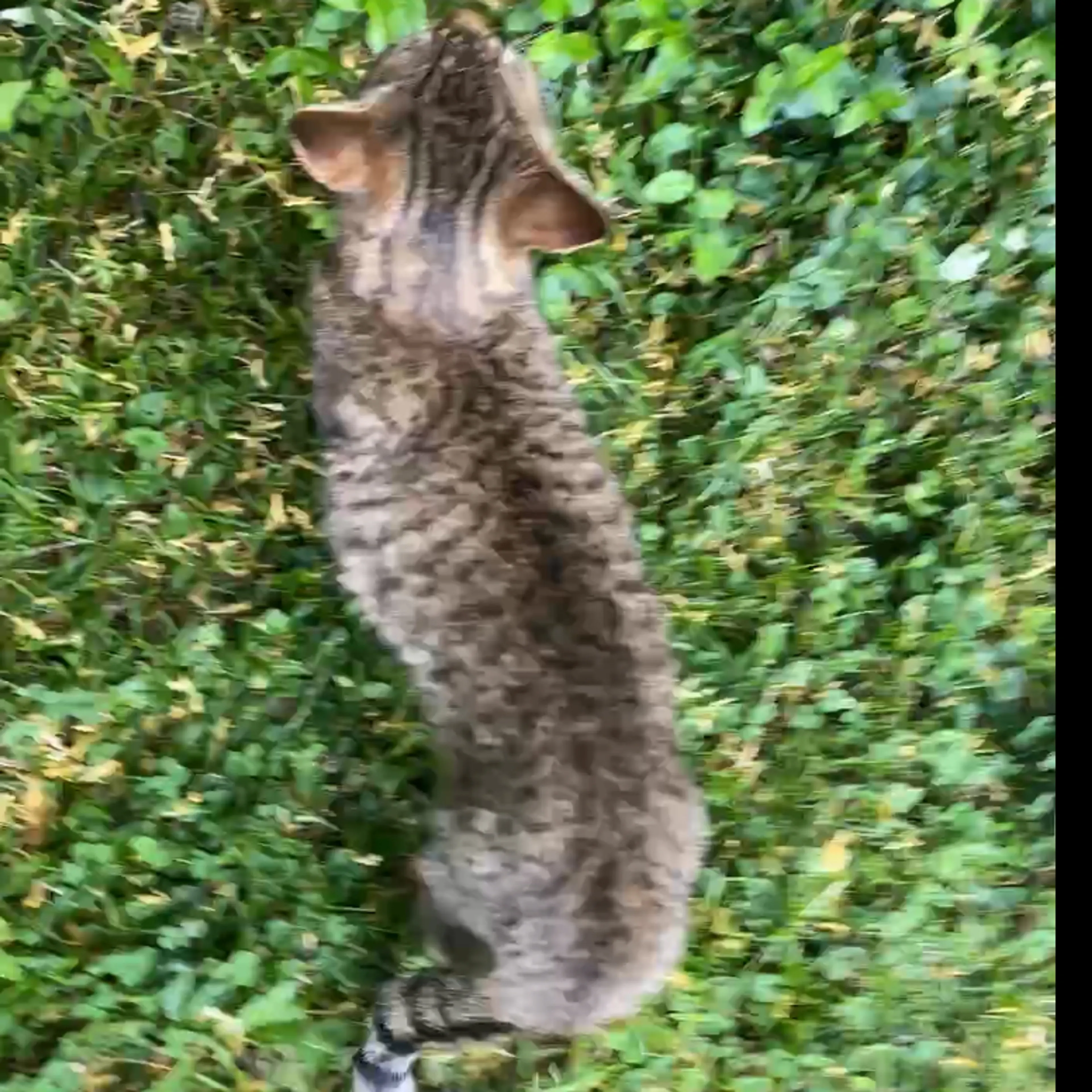 Found pet-1