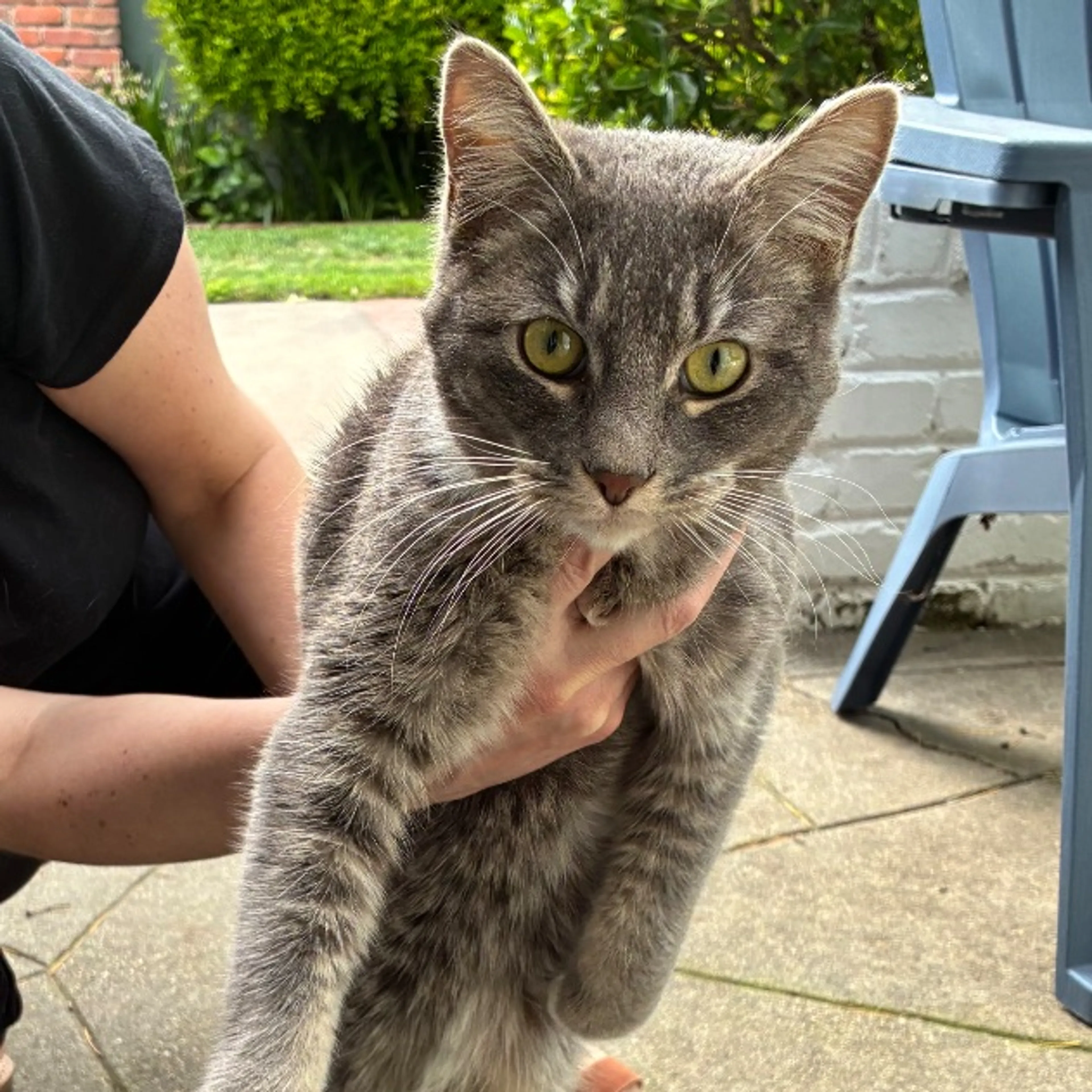 Found pet