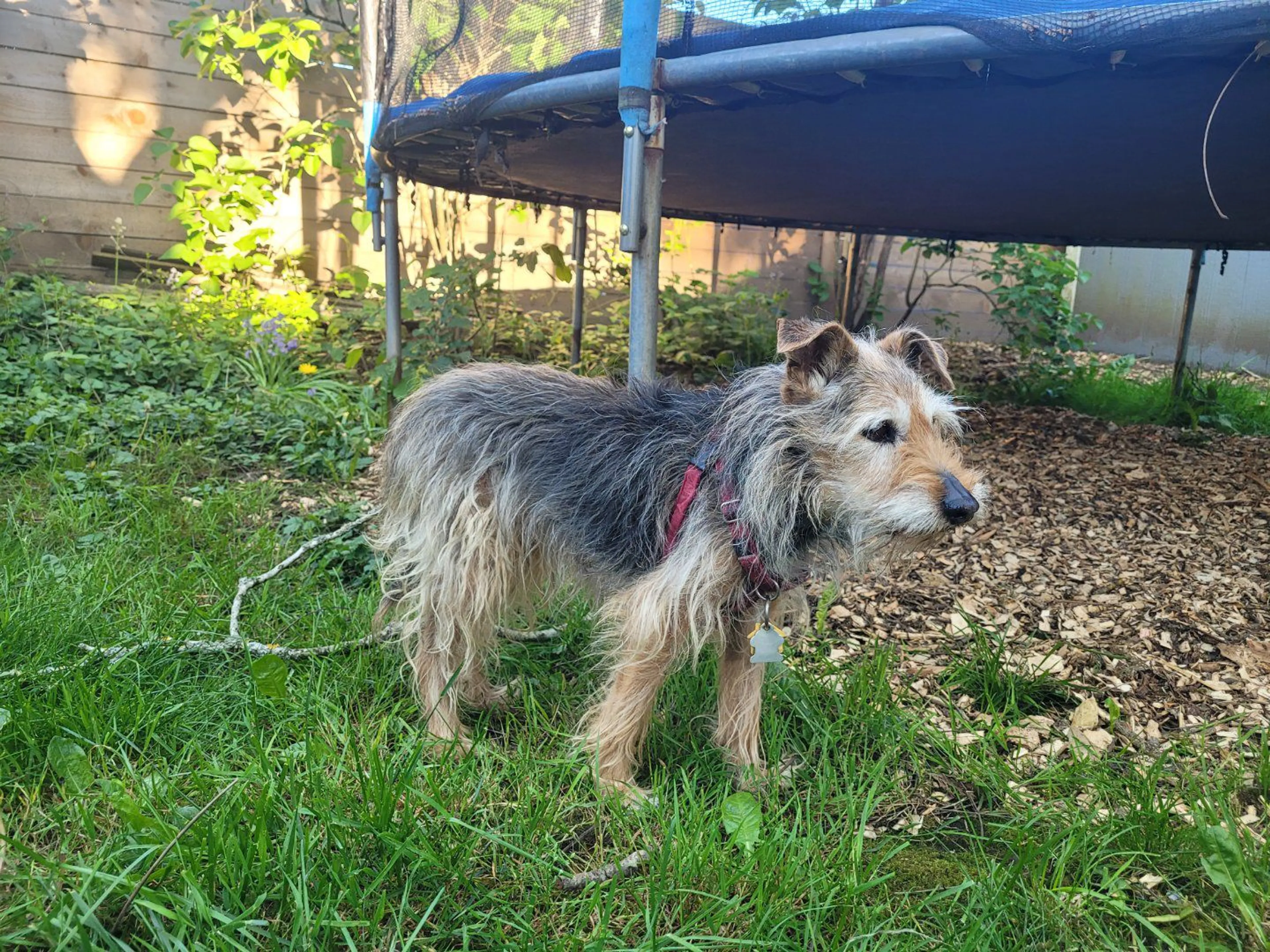 Lost pet-1