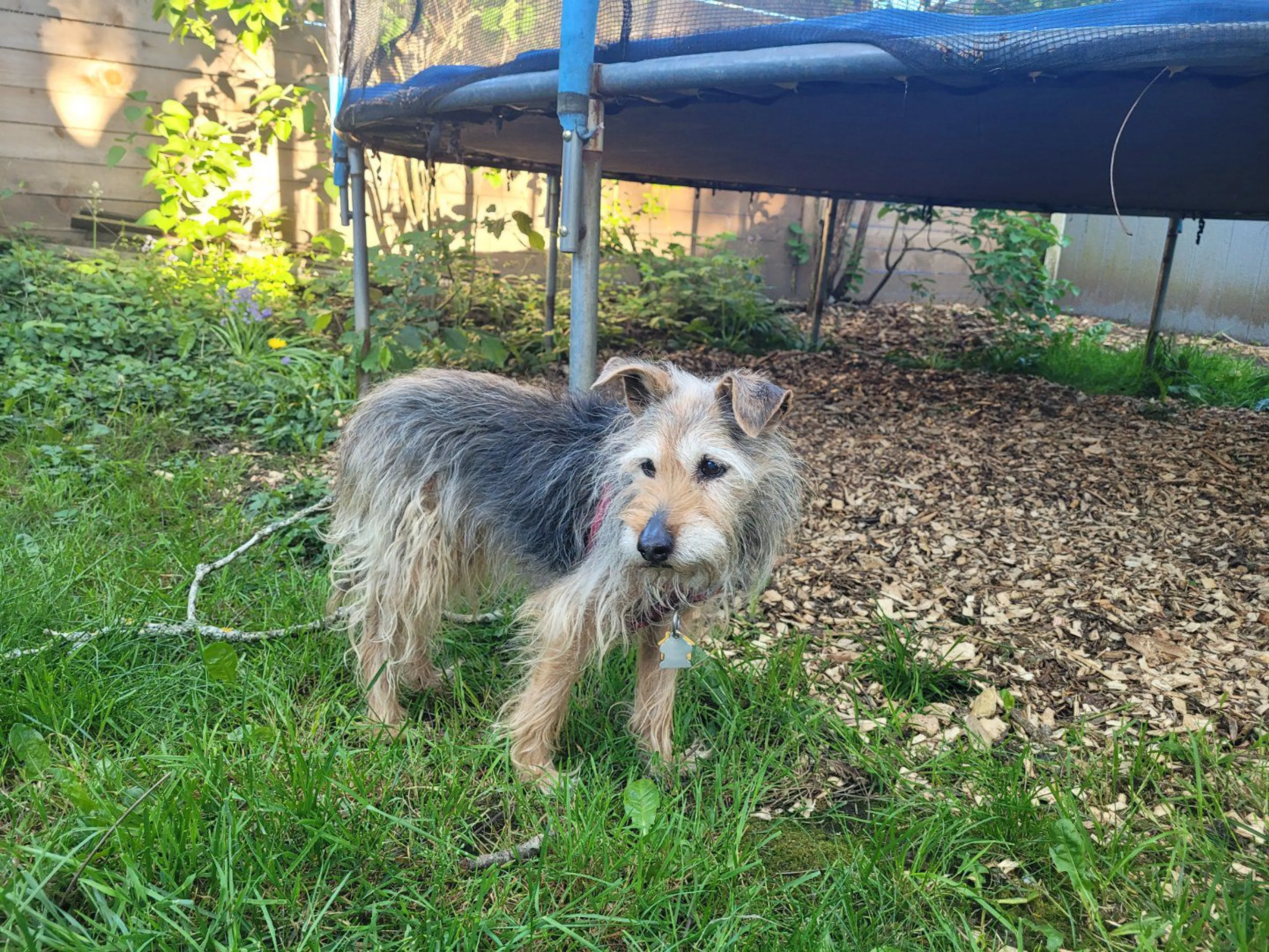 Lost pet-0