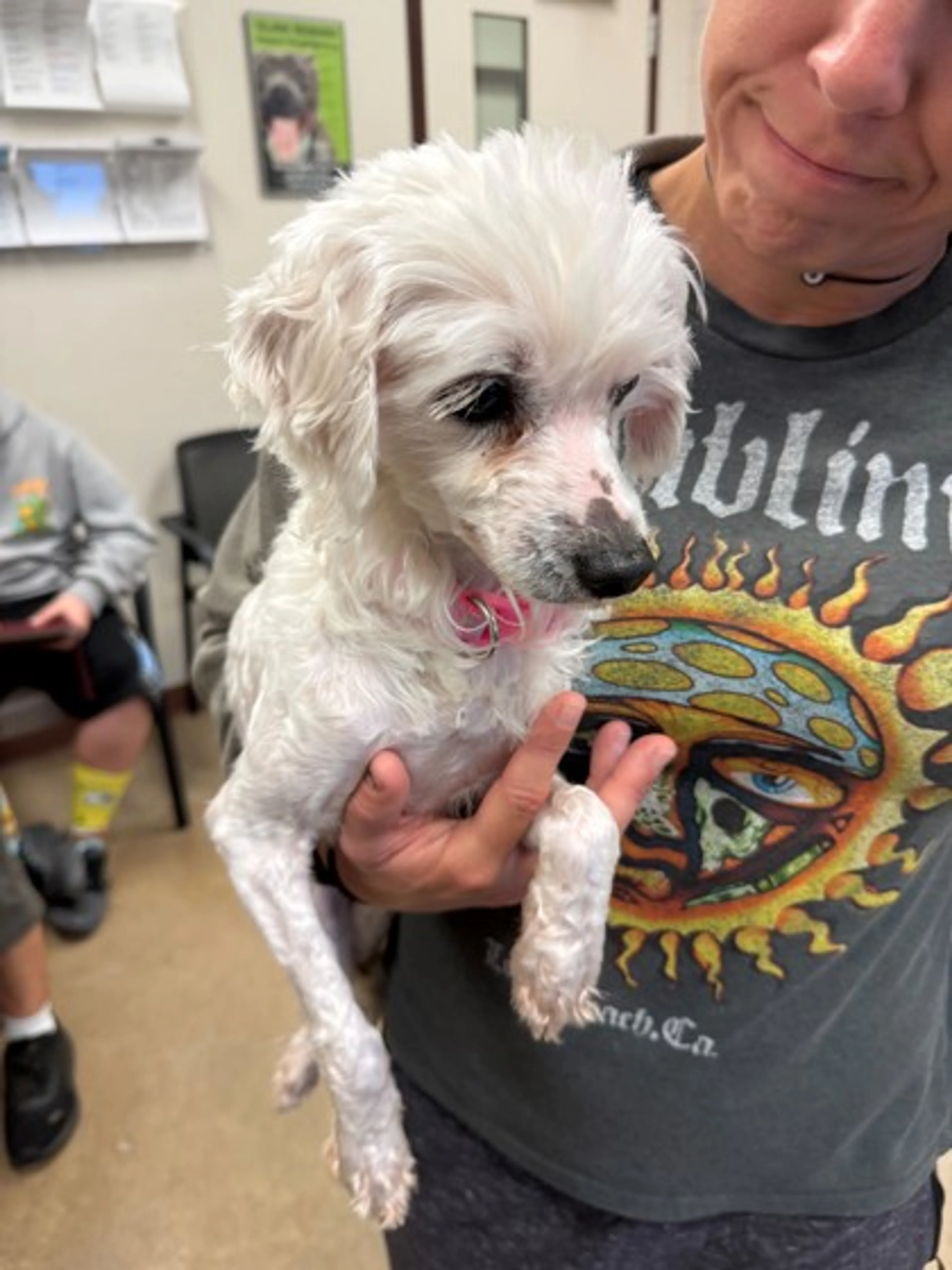 Found pet