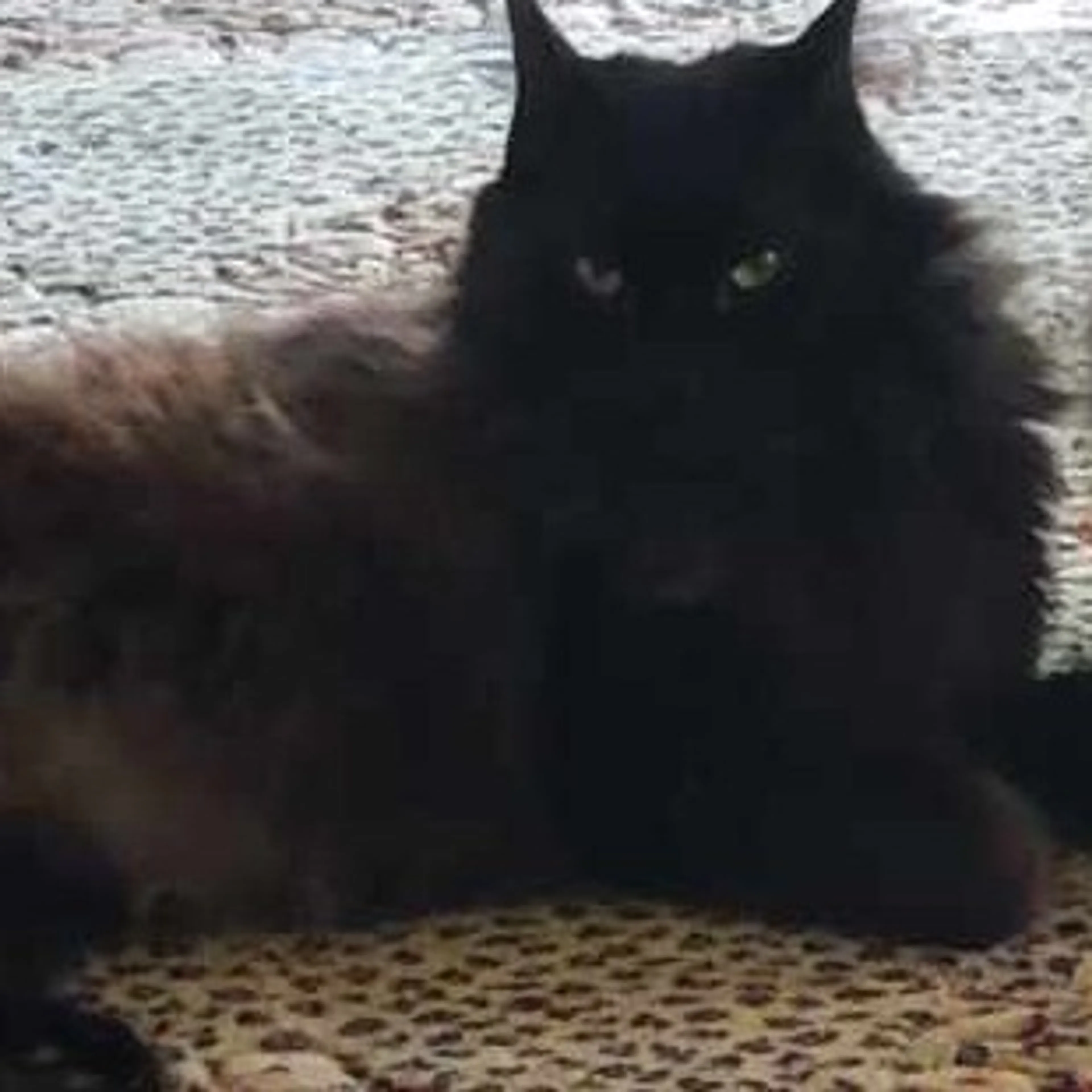 Lost pet