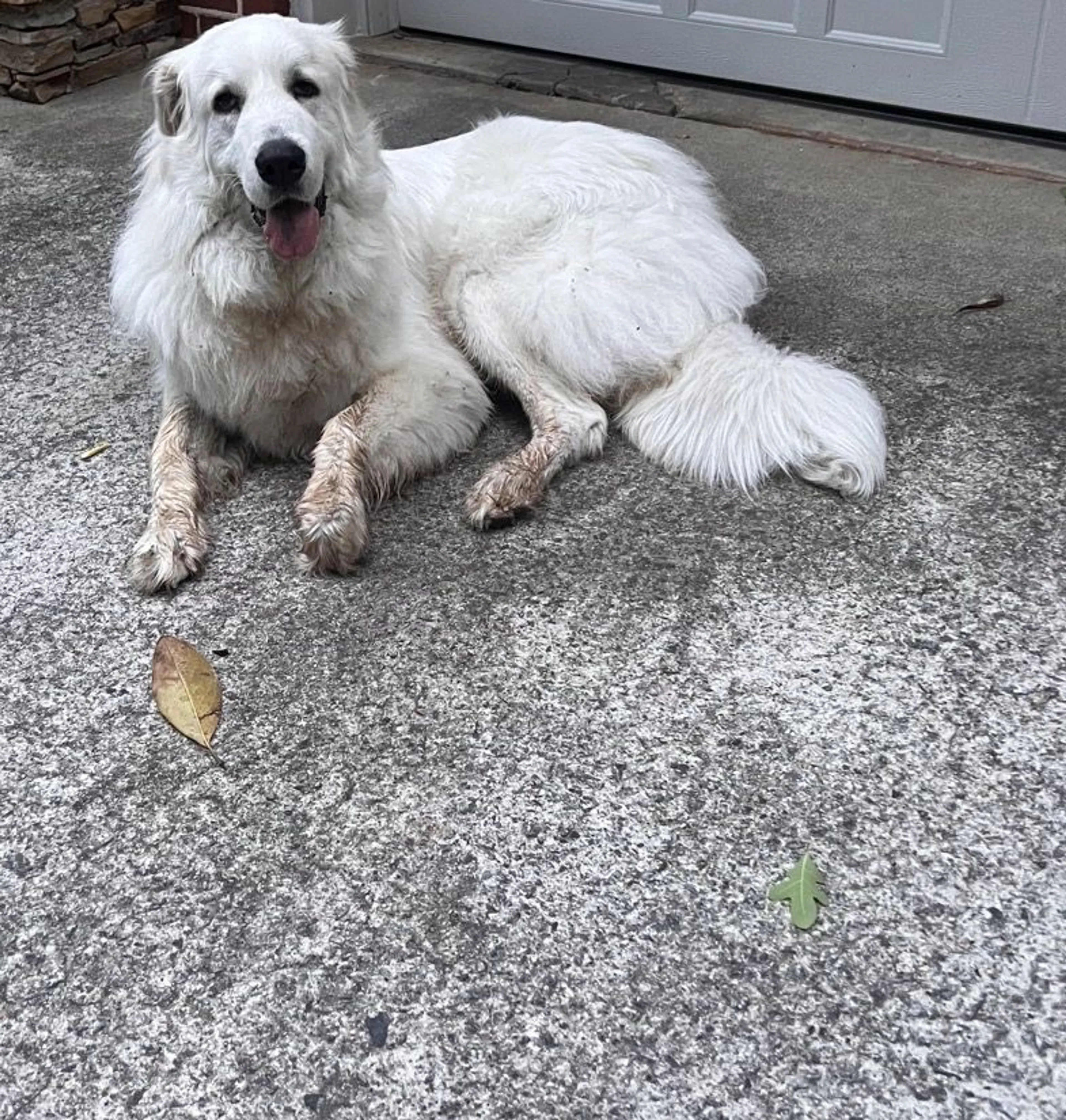 Lost pet-0