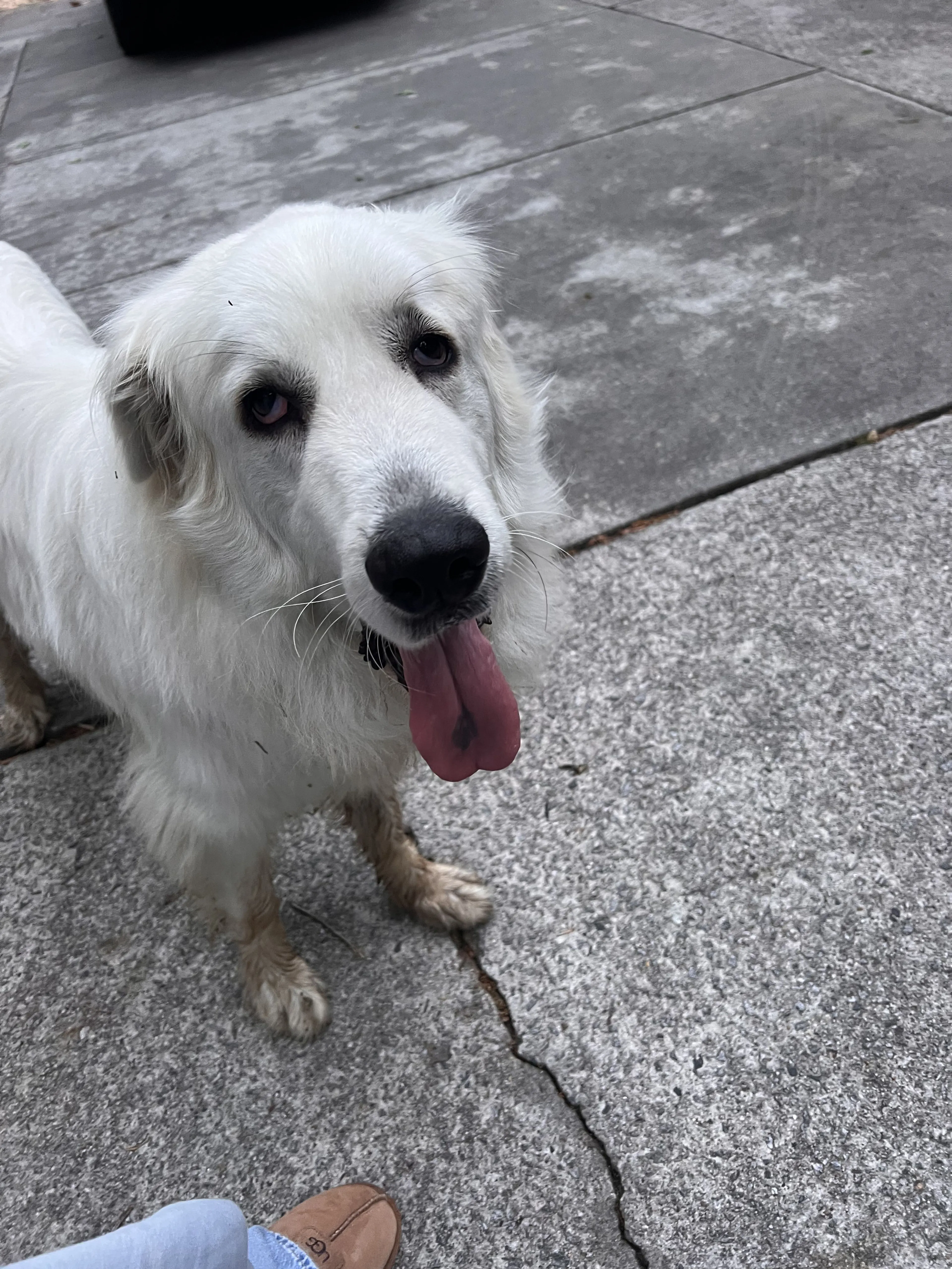 Lost pet-1