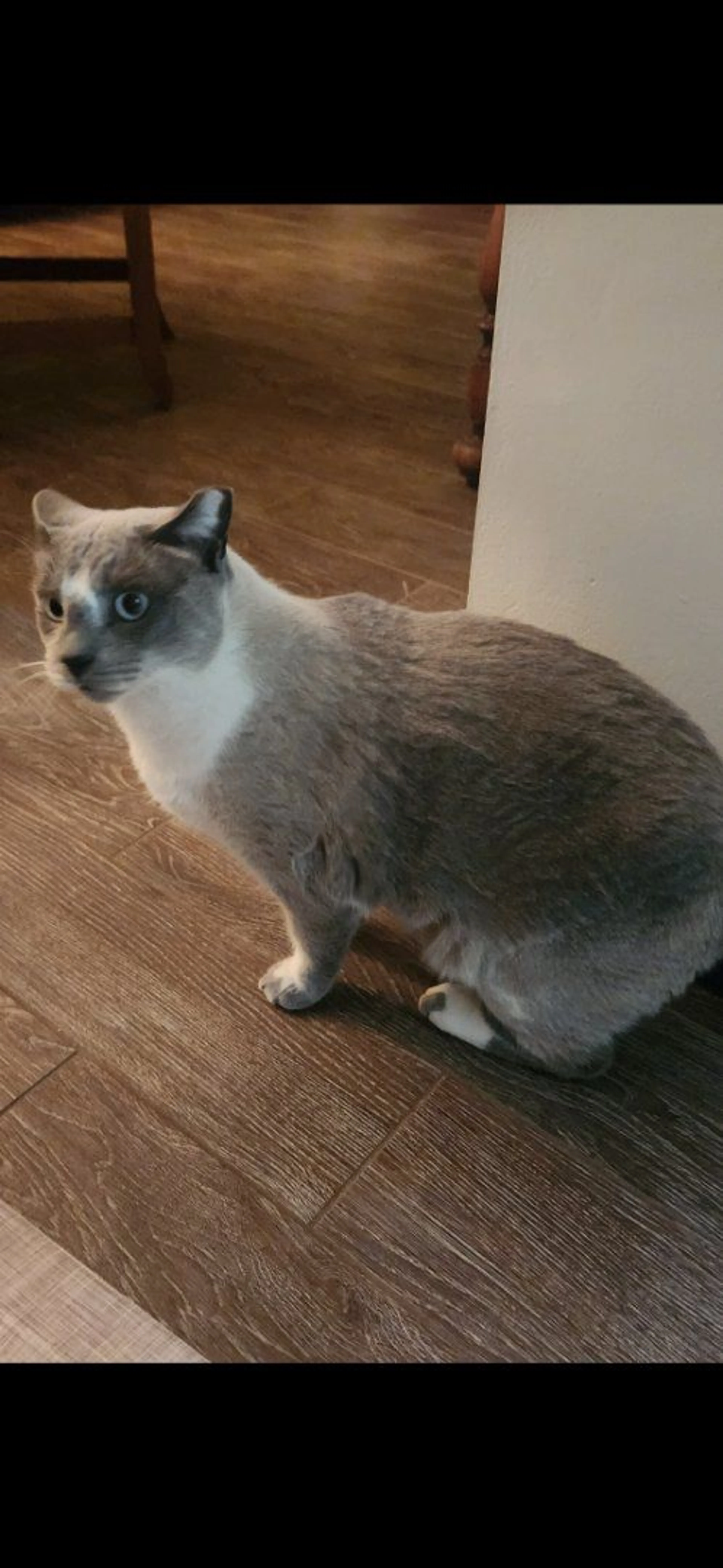 Lost pet-1