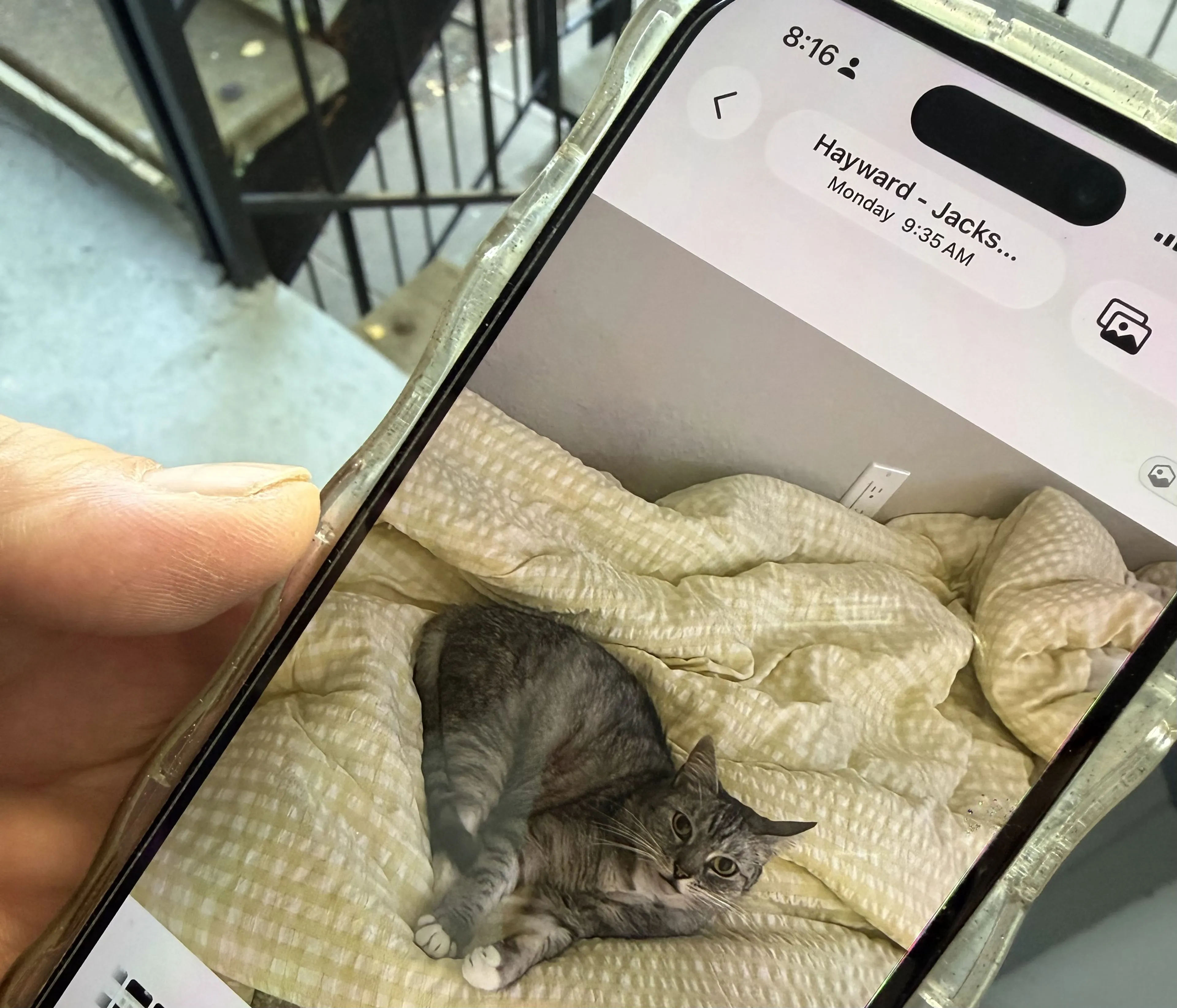 Lost pet