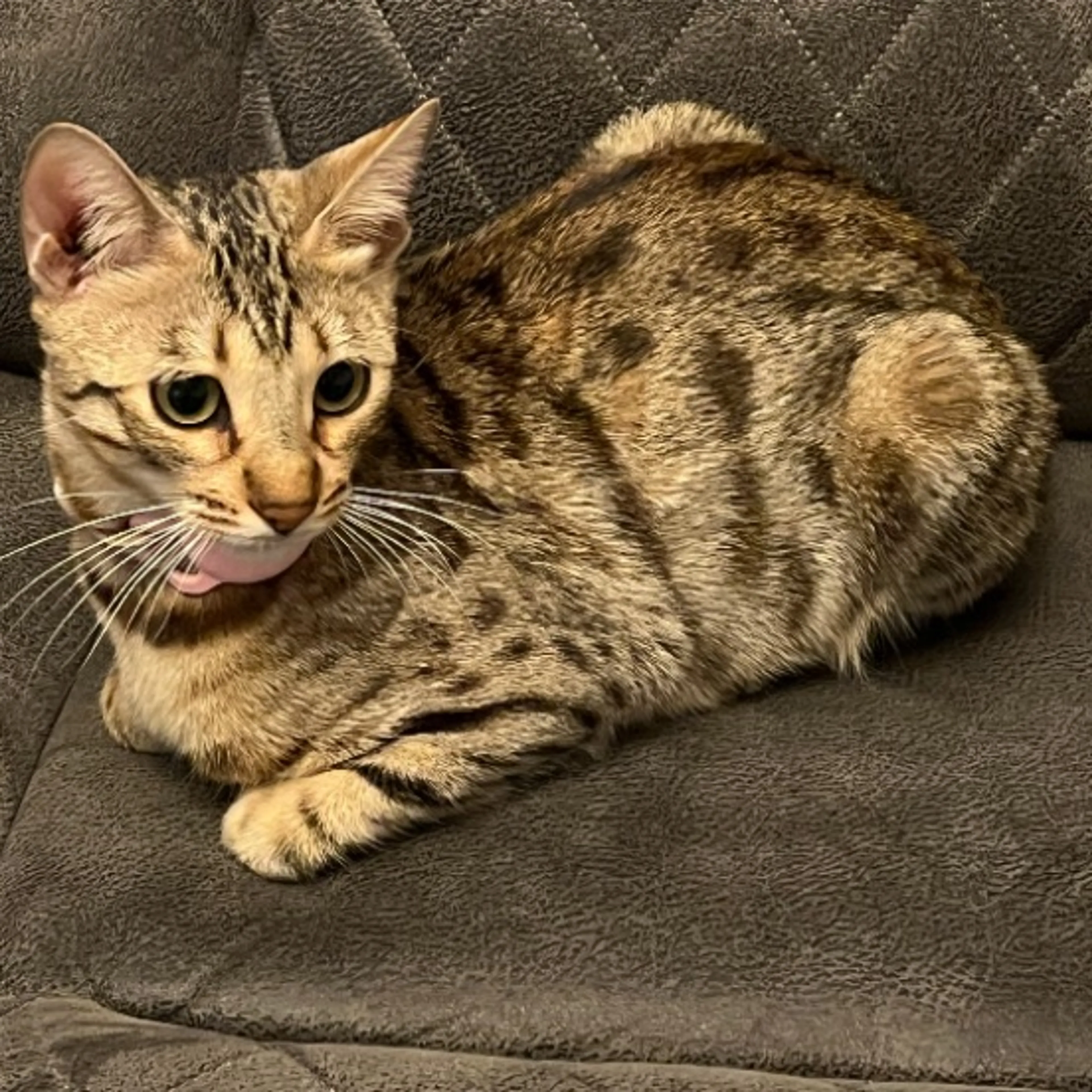 Lost pet