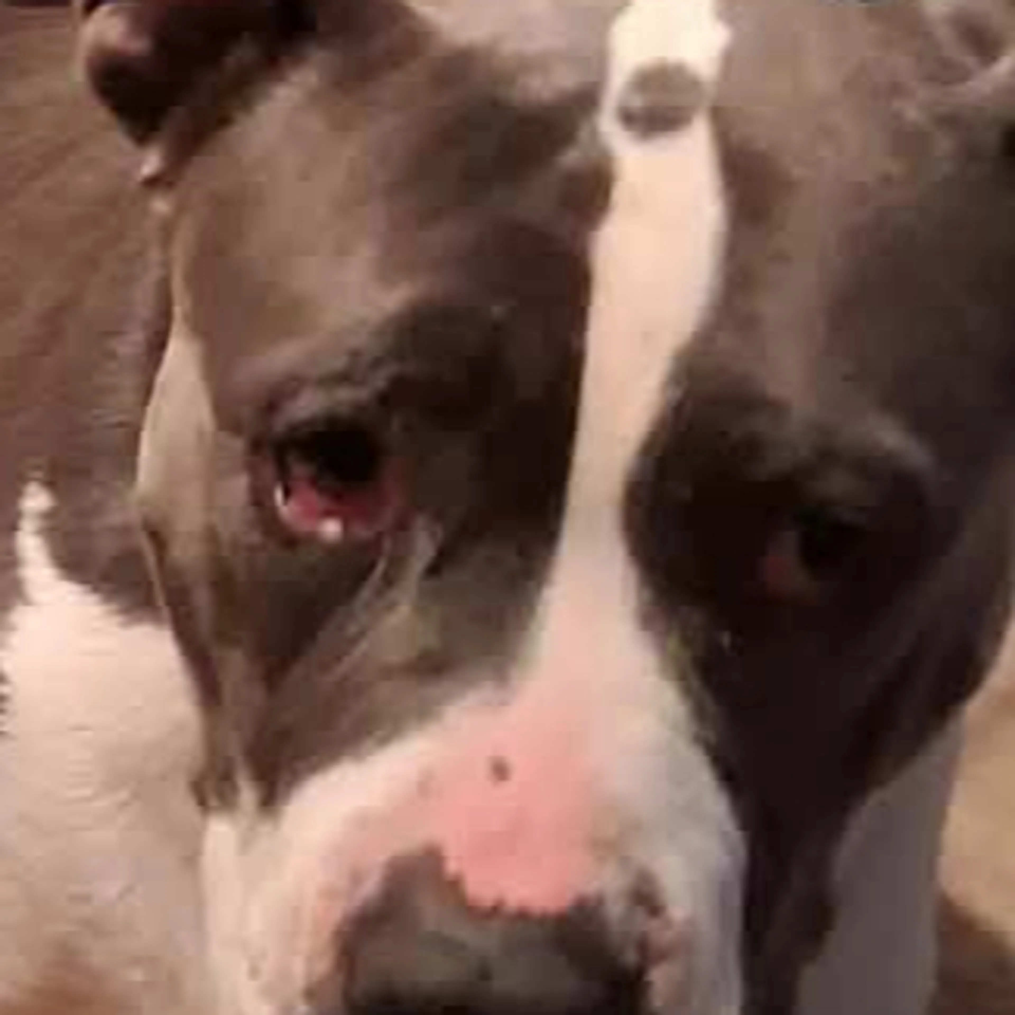 Lost pet-1