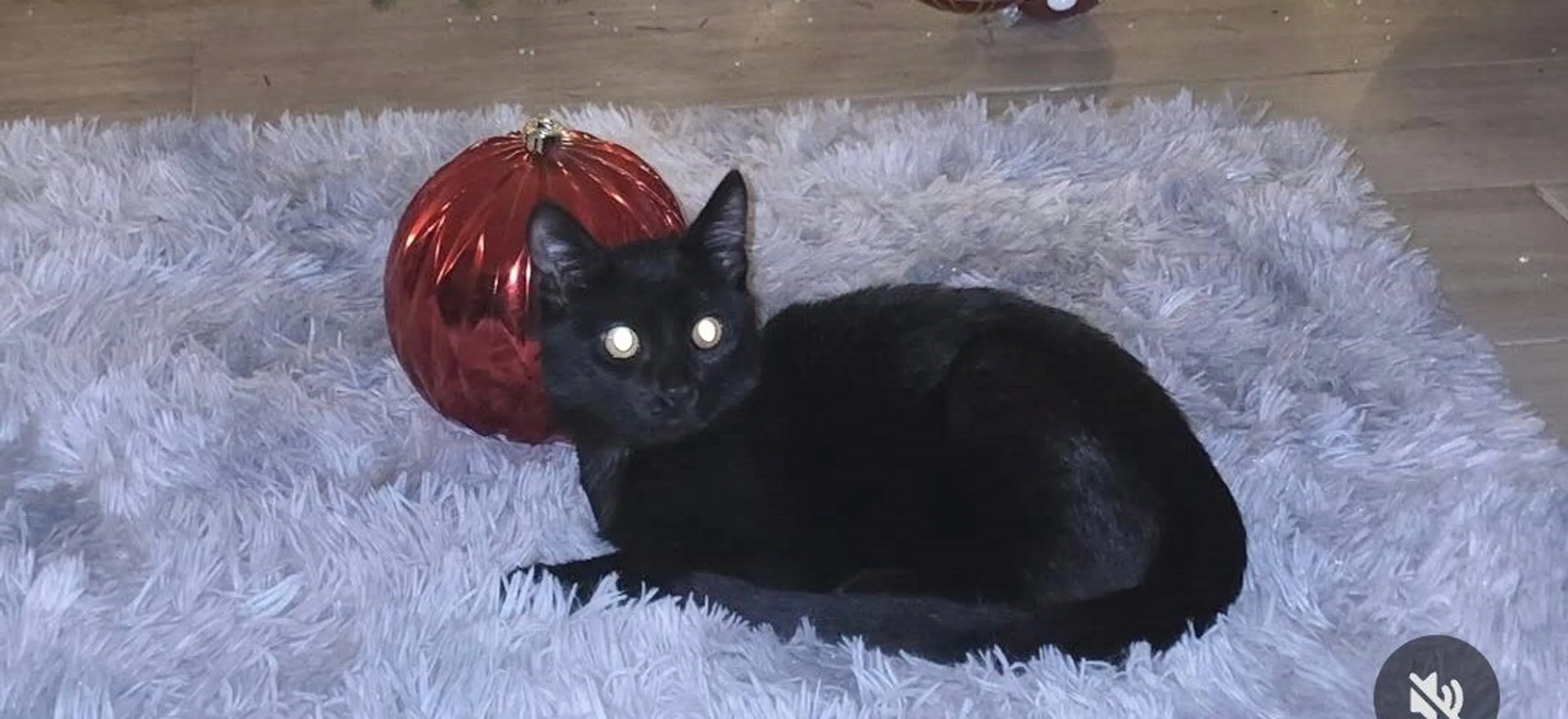 Lost pet-0