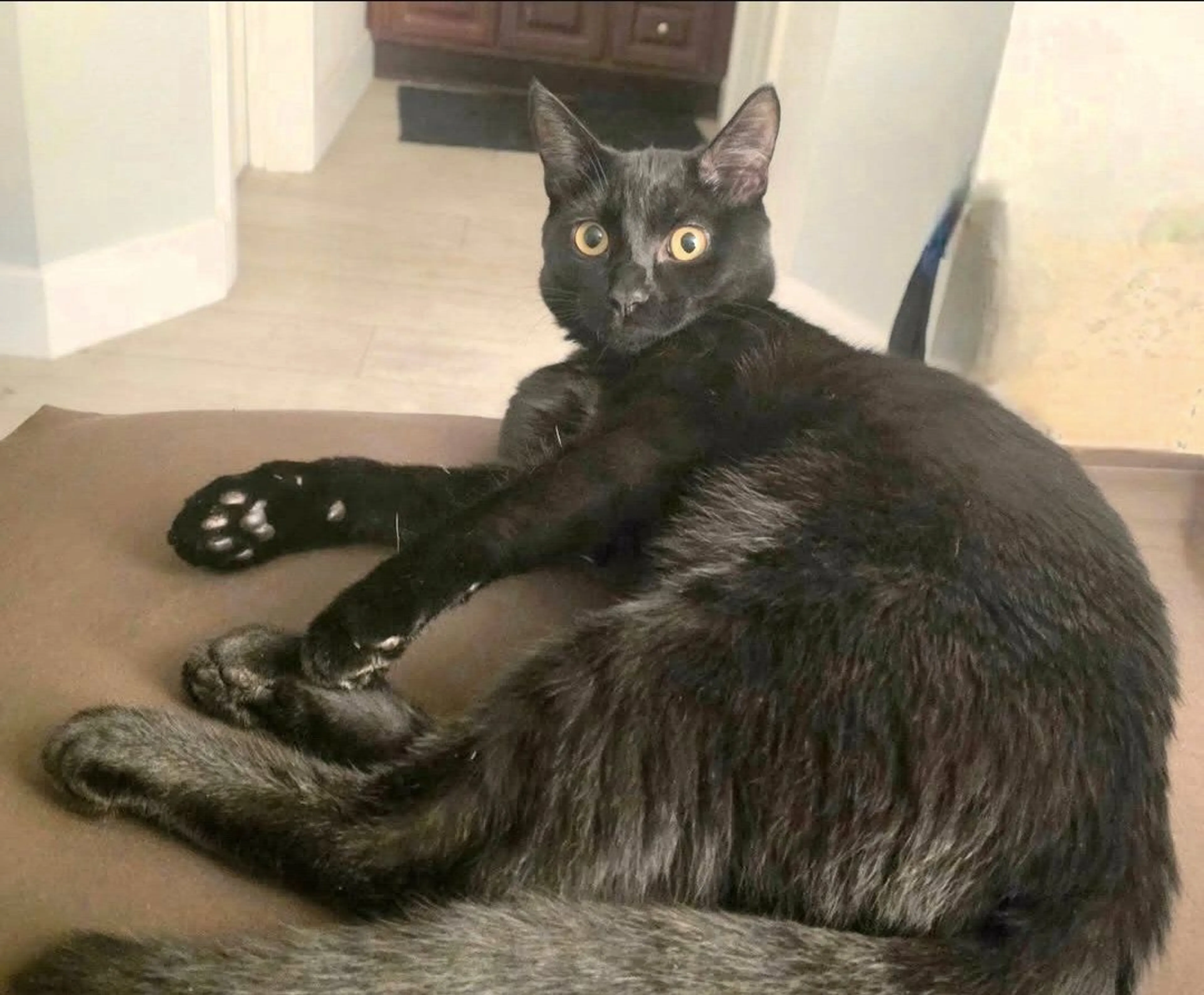 Lost pet-2