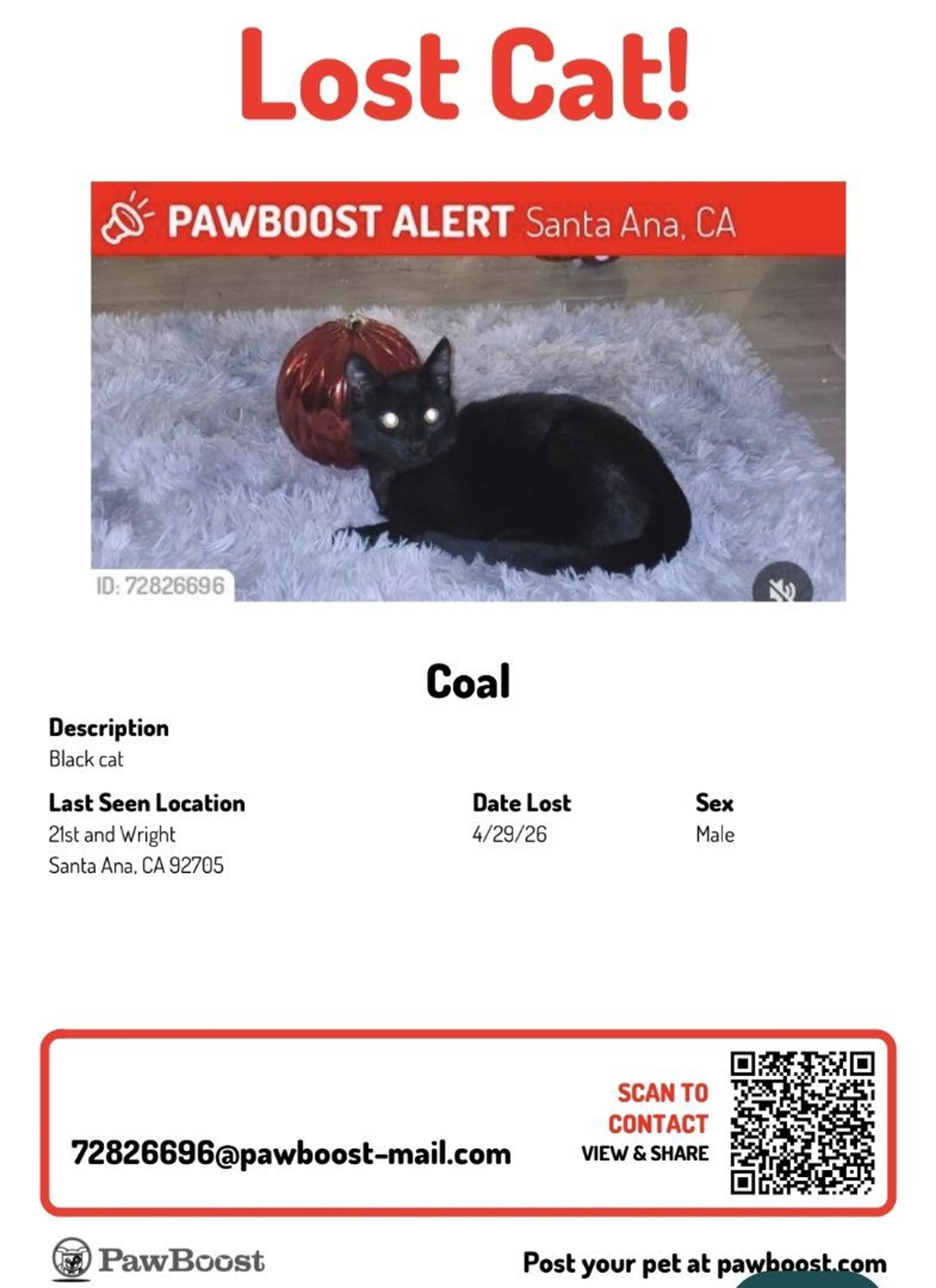 Lost pet-1