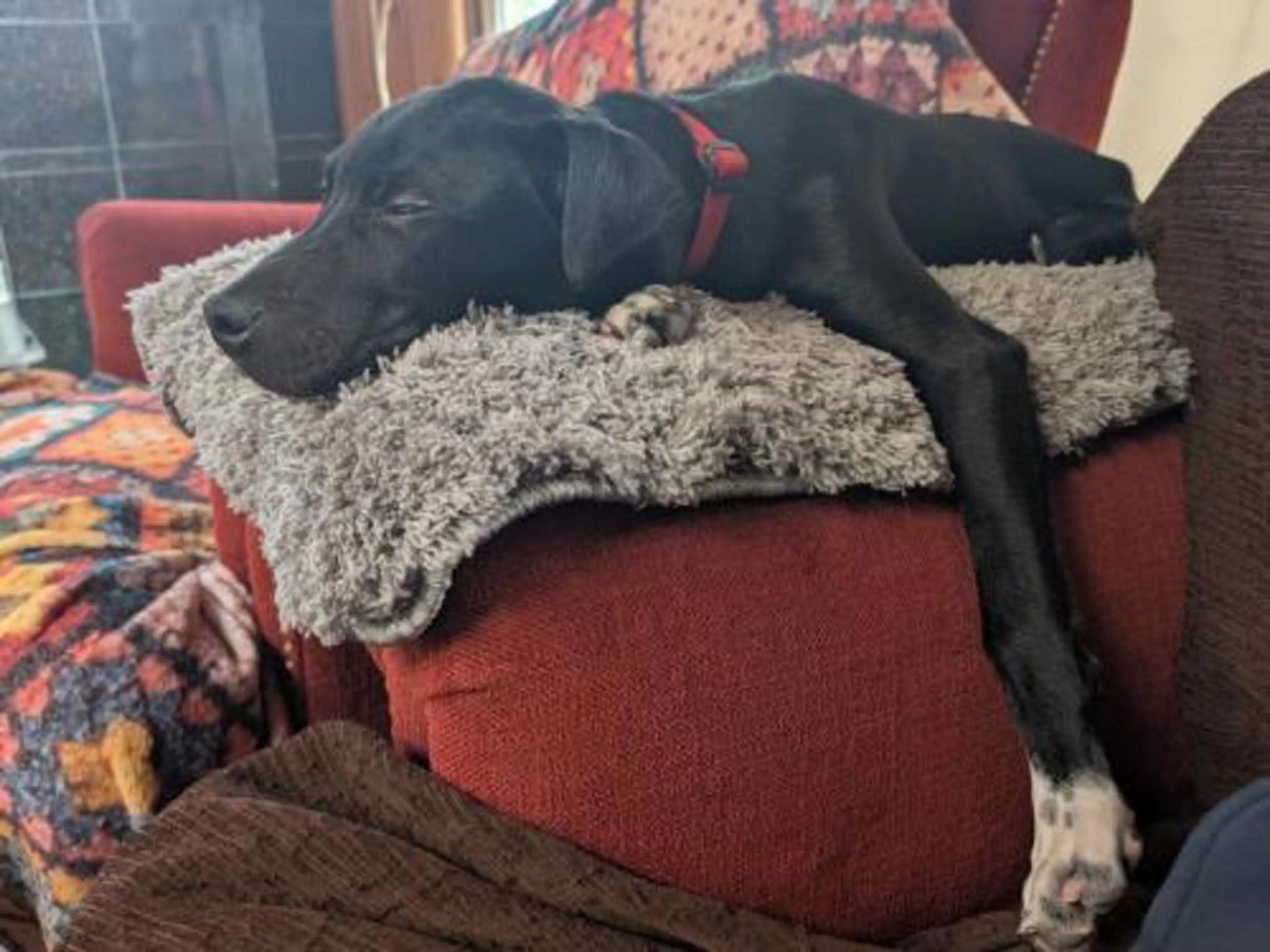 Found pet-2