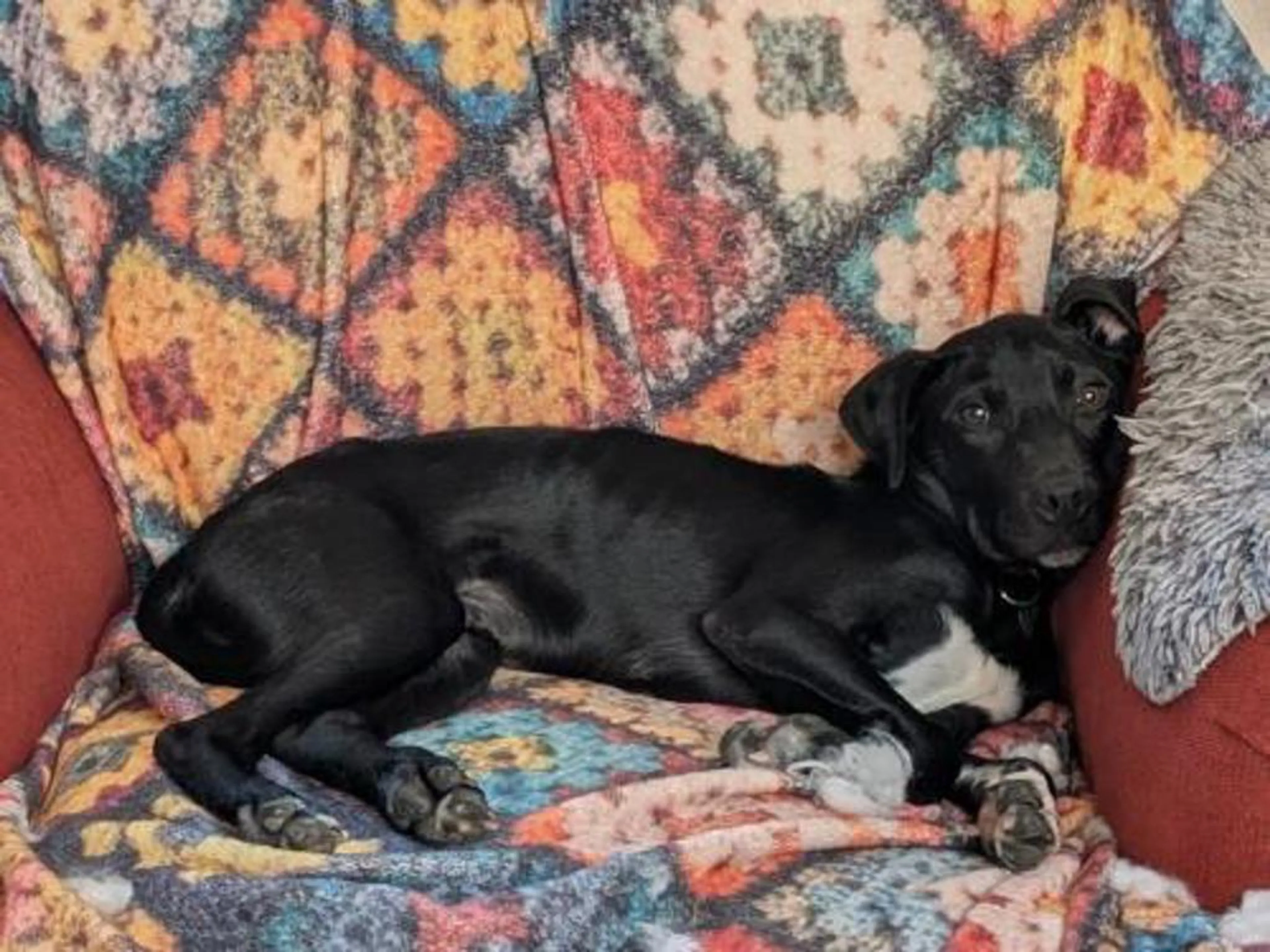 Found pet-3