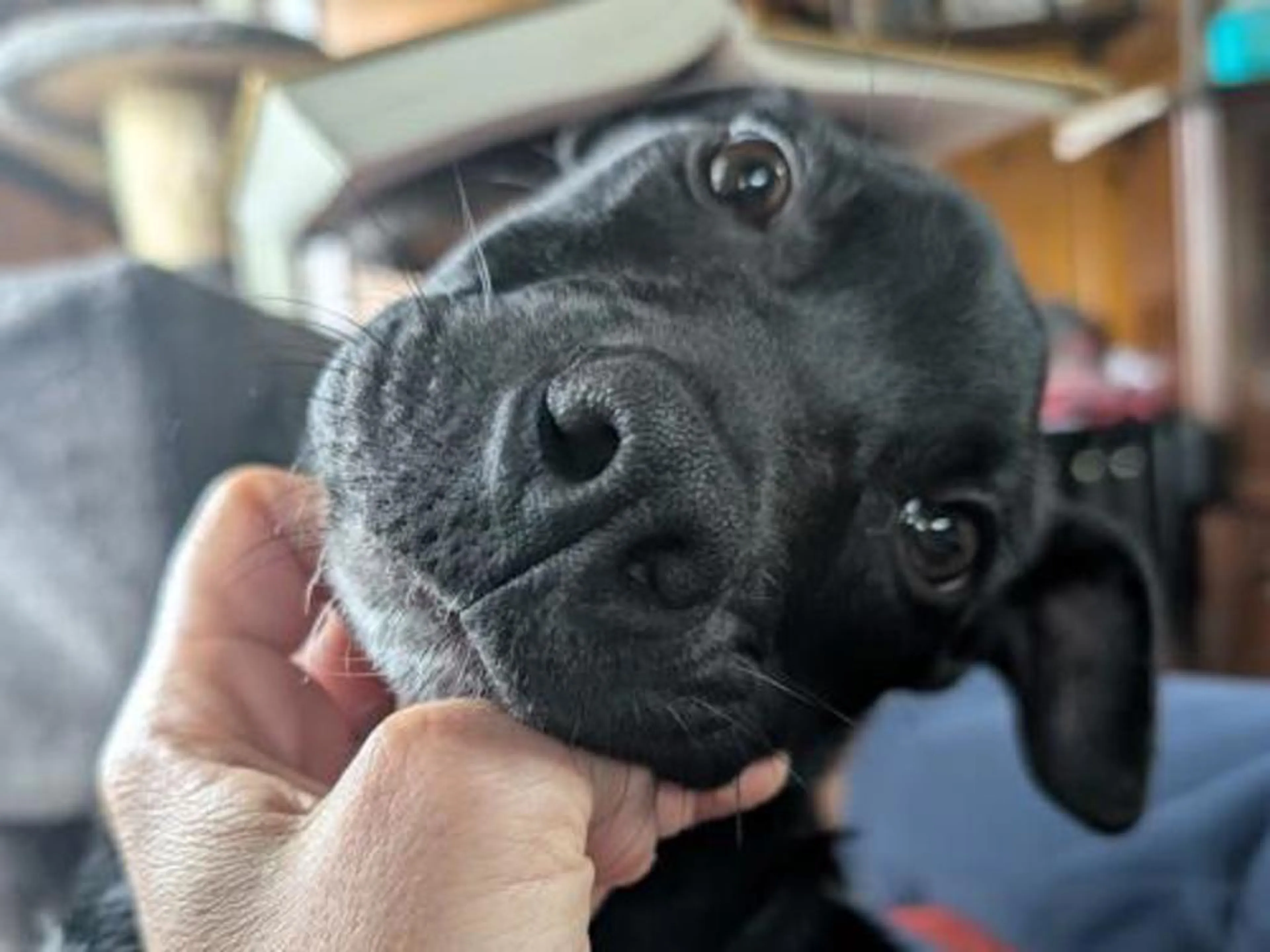 Found pet-1