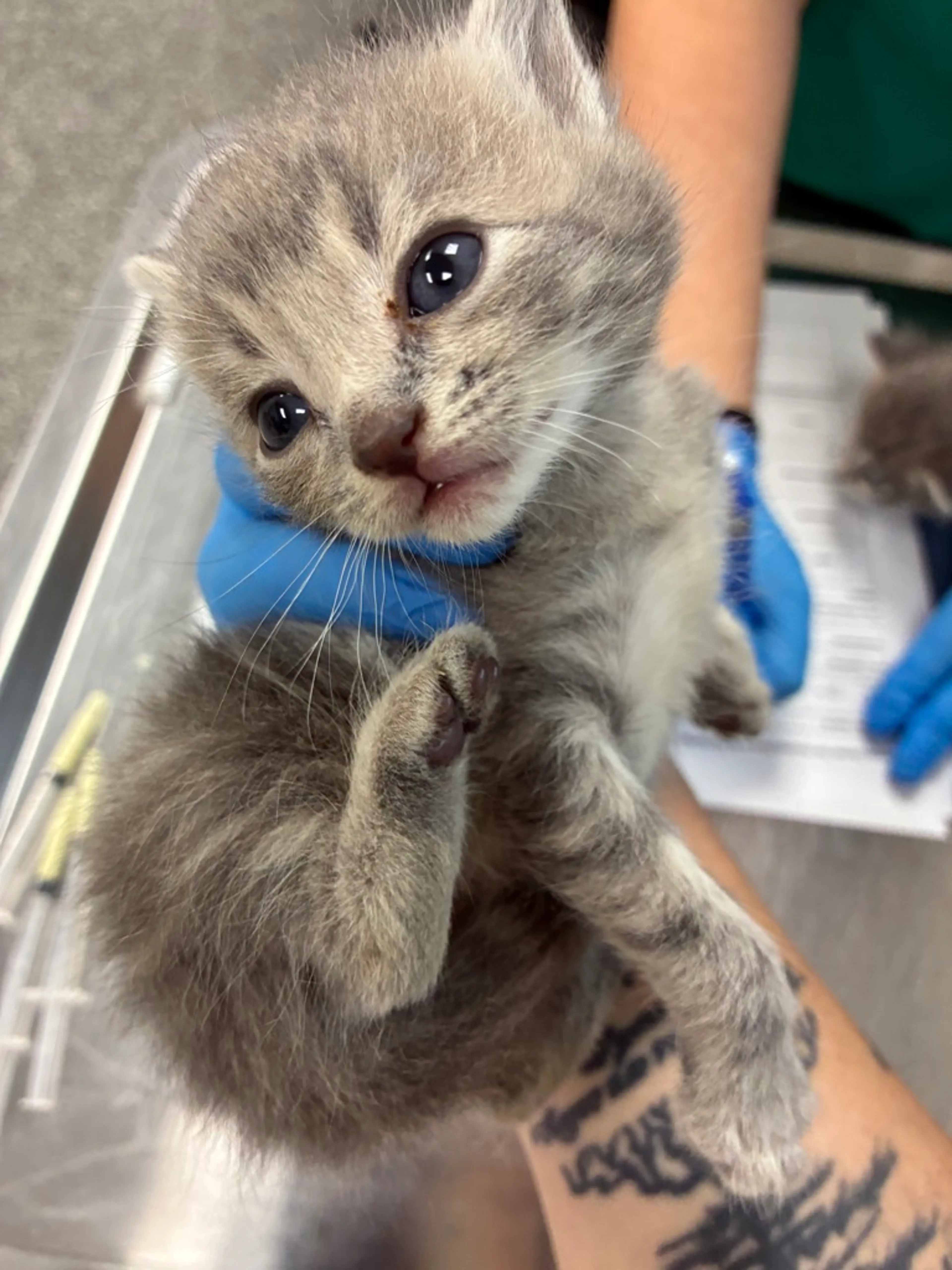 Found pet
