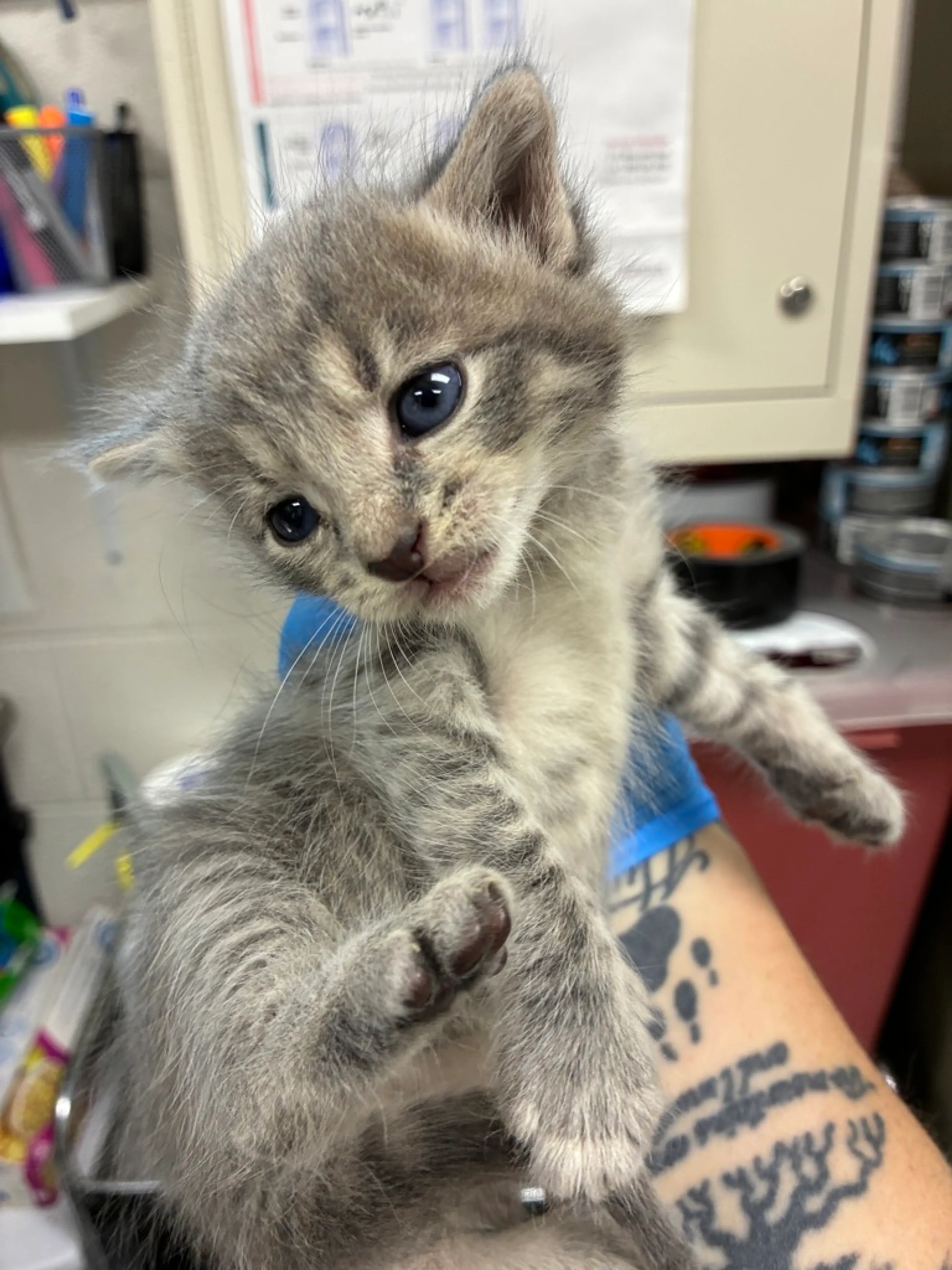 Found pet