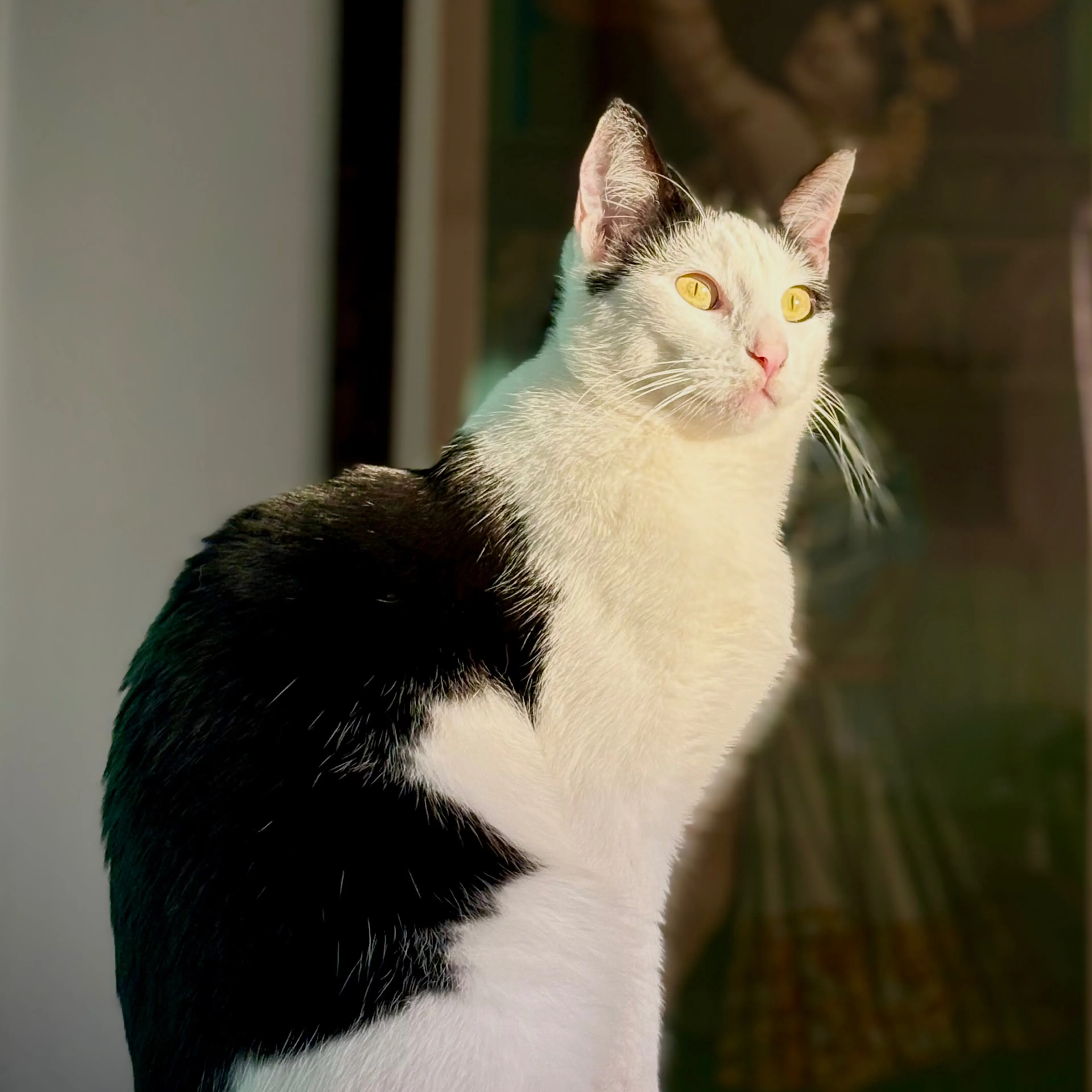 Lost pet-2