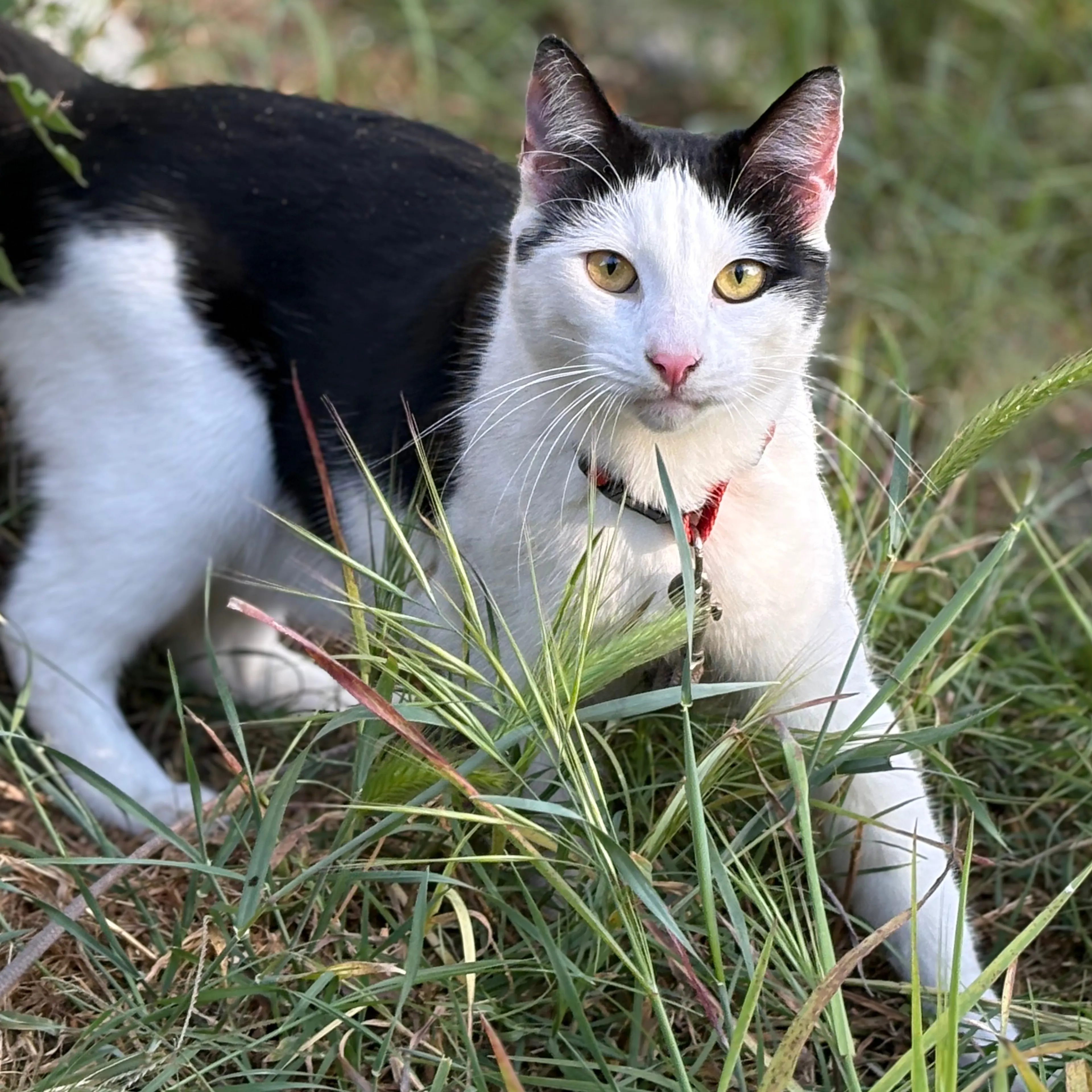 Lost pet-1