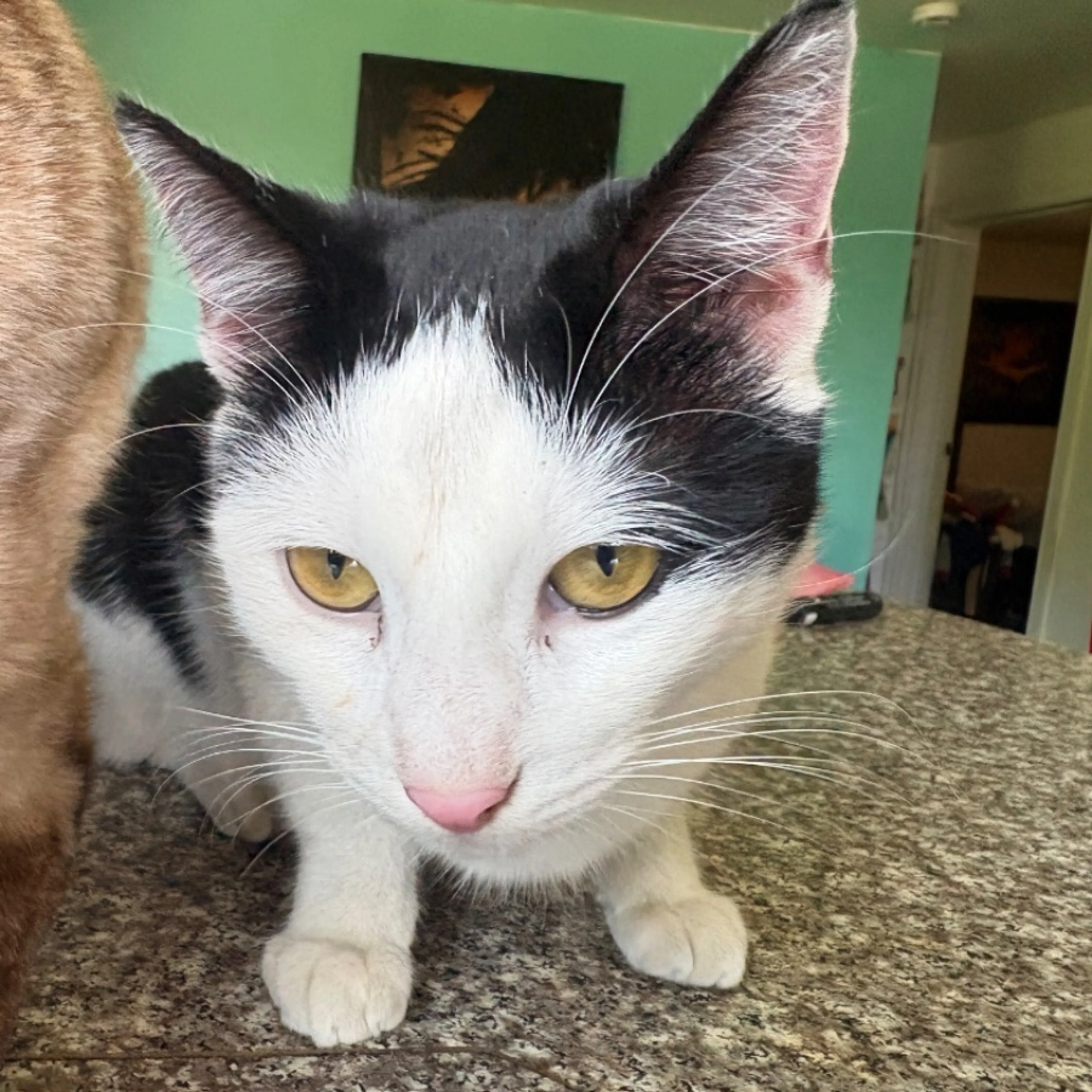 Lost pet-0