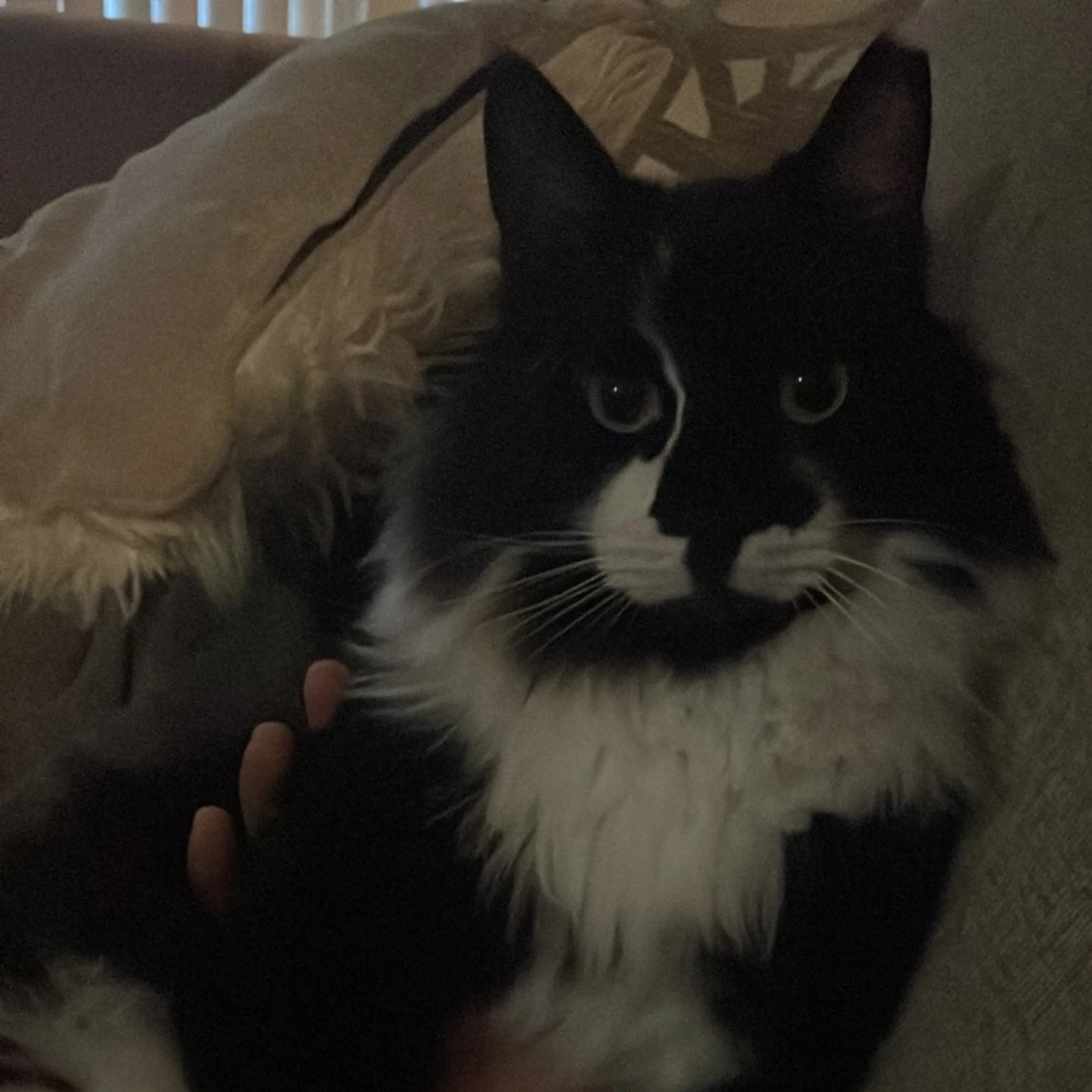 Lost pet