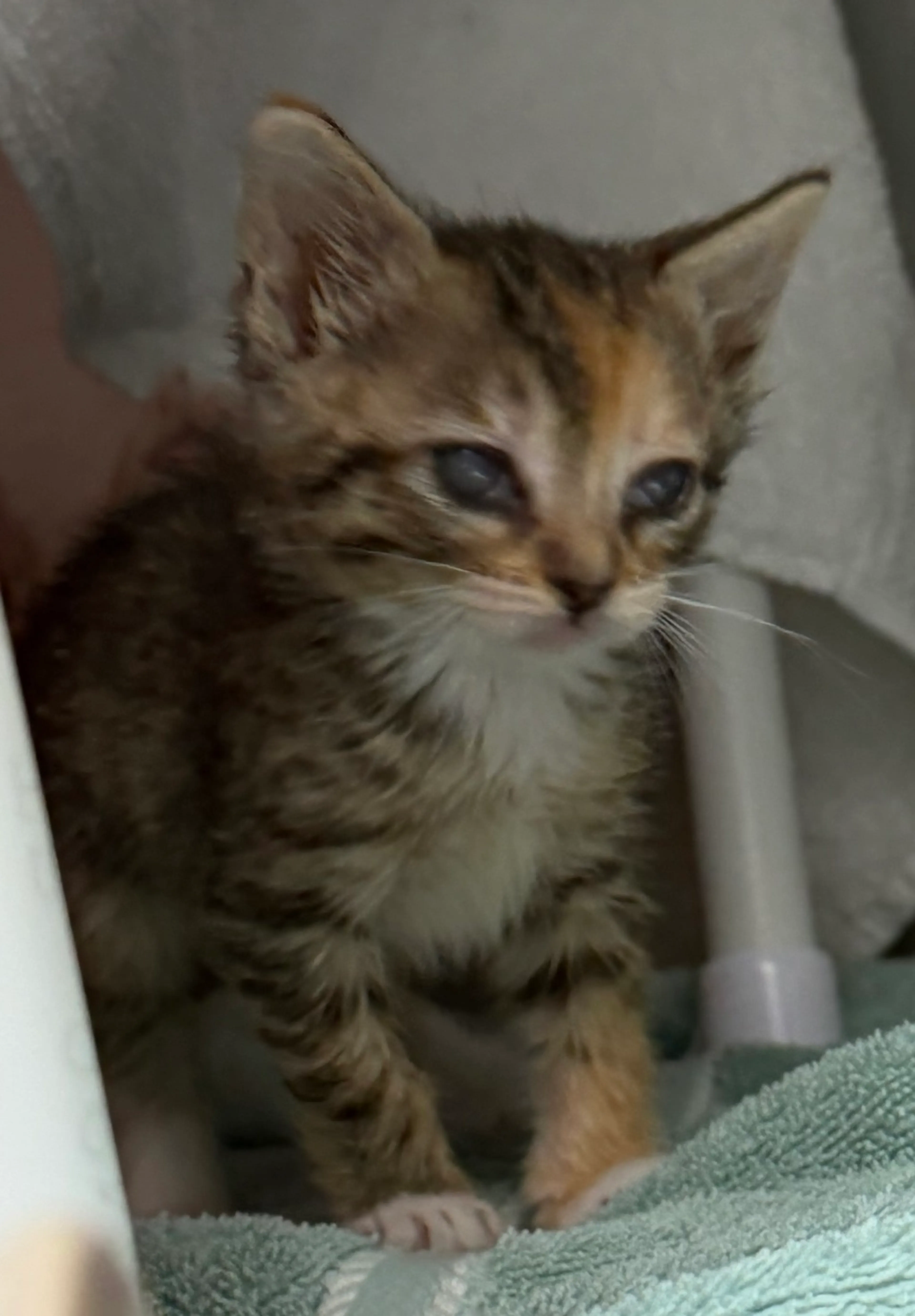 Found pet