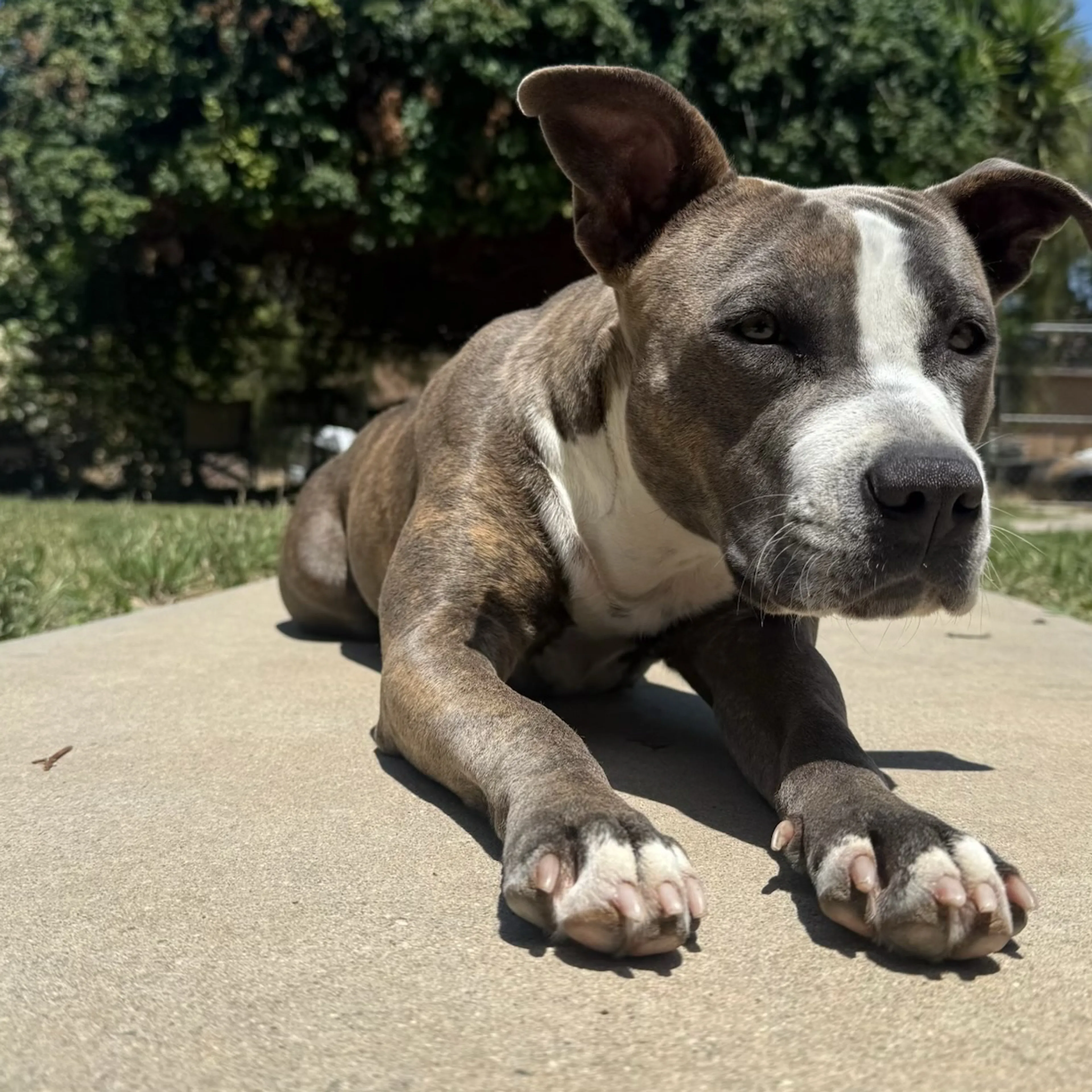 Found pet-3