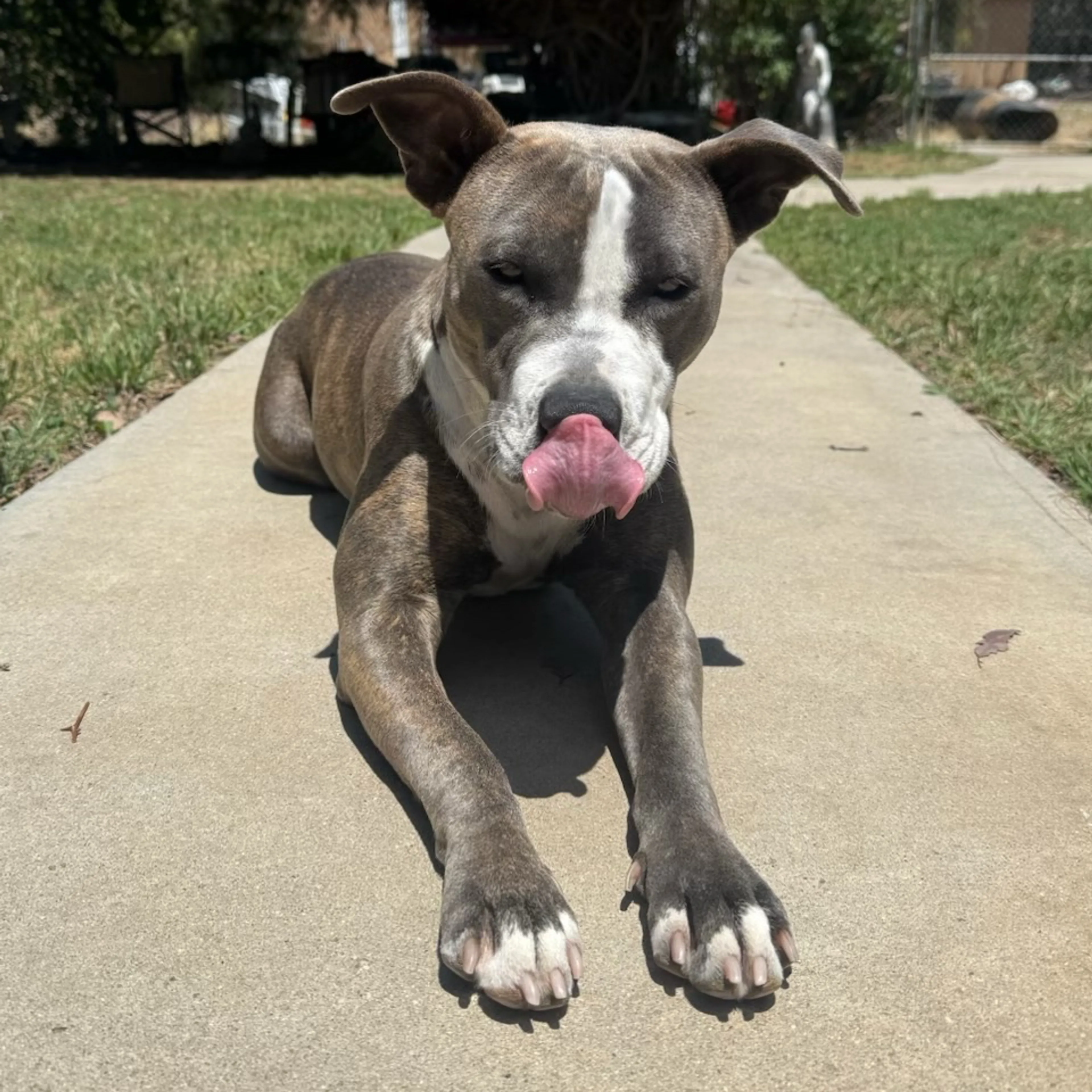 Found pet-2