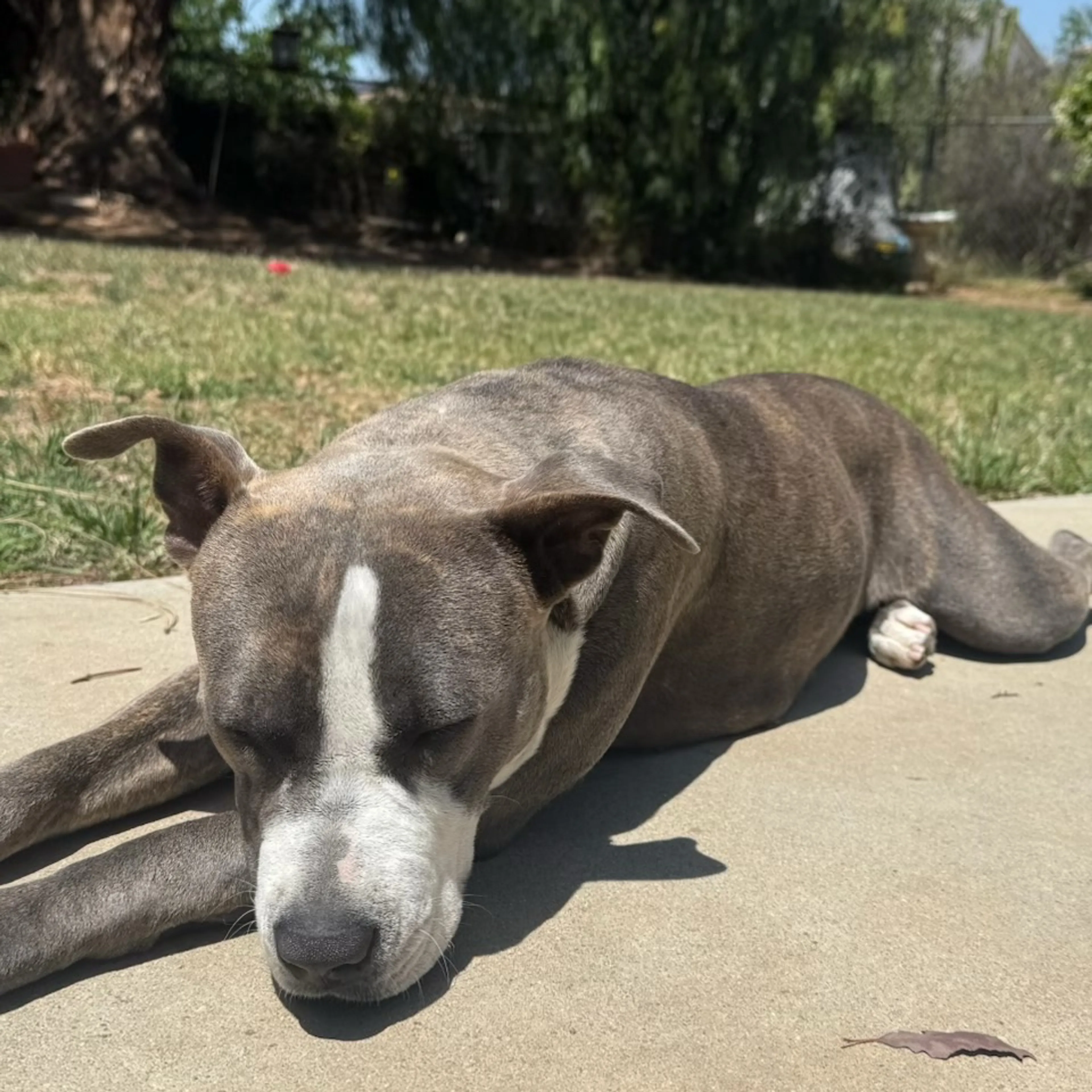 Found pet-1