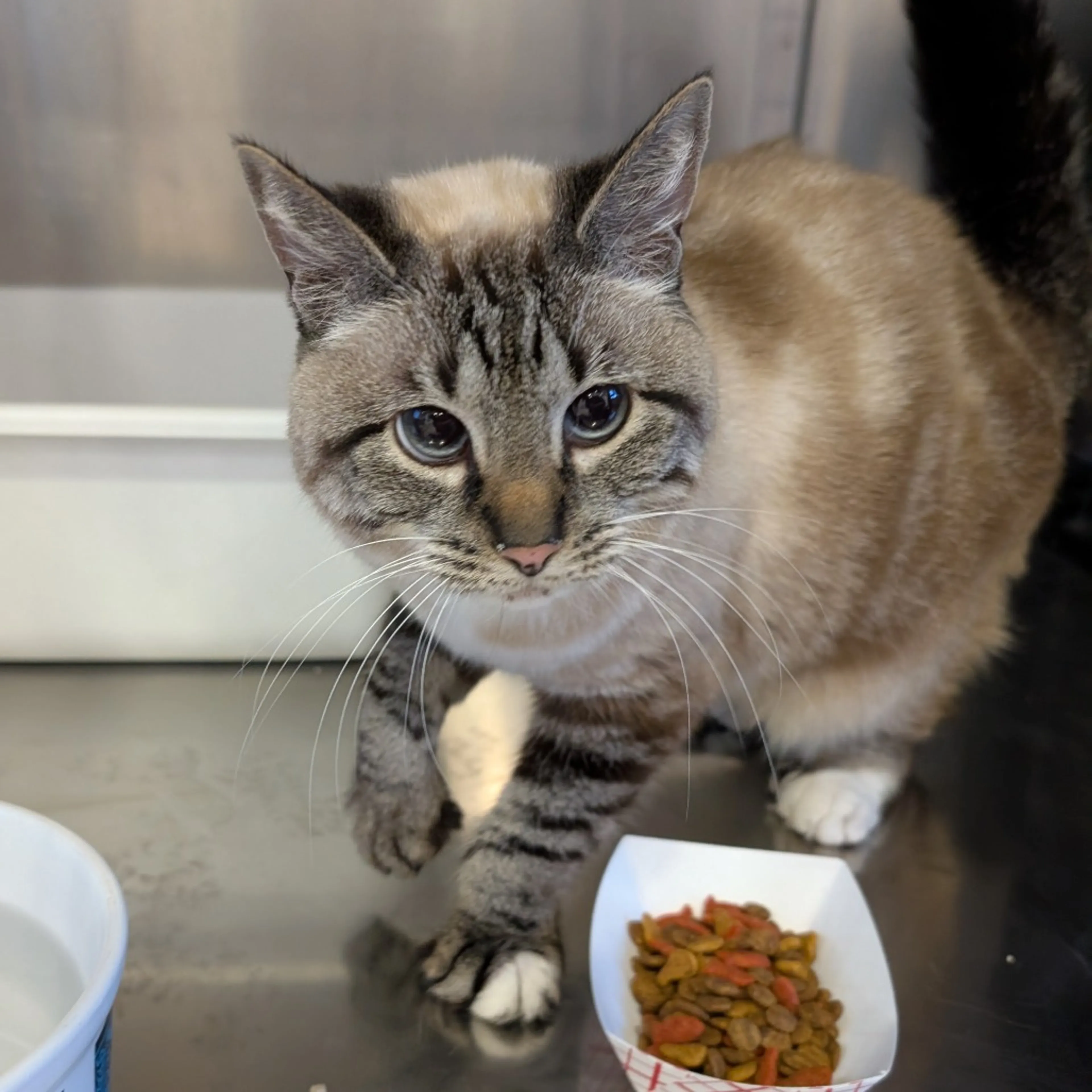 Found pet-1