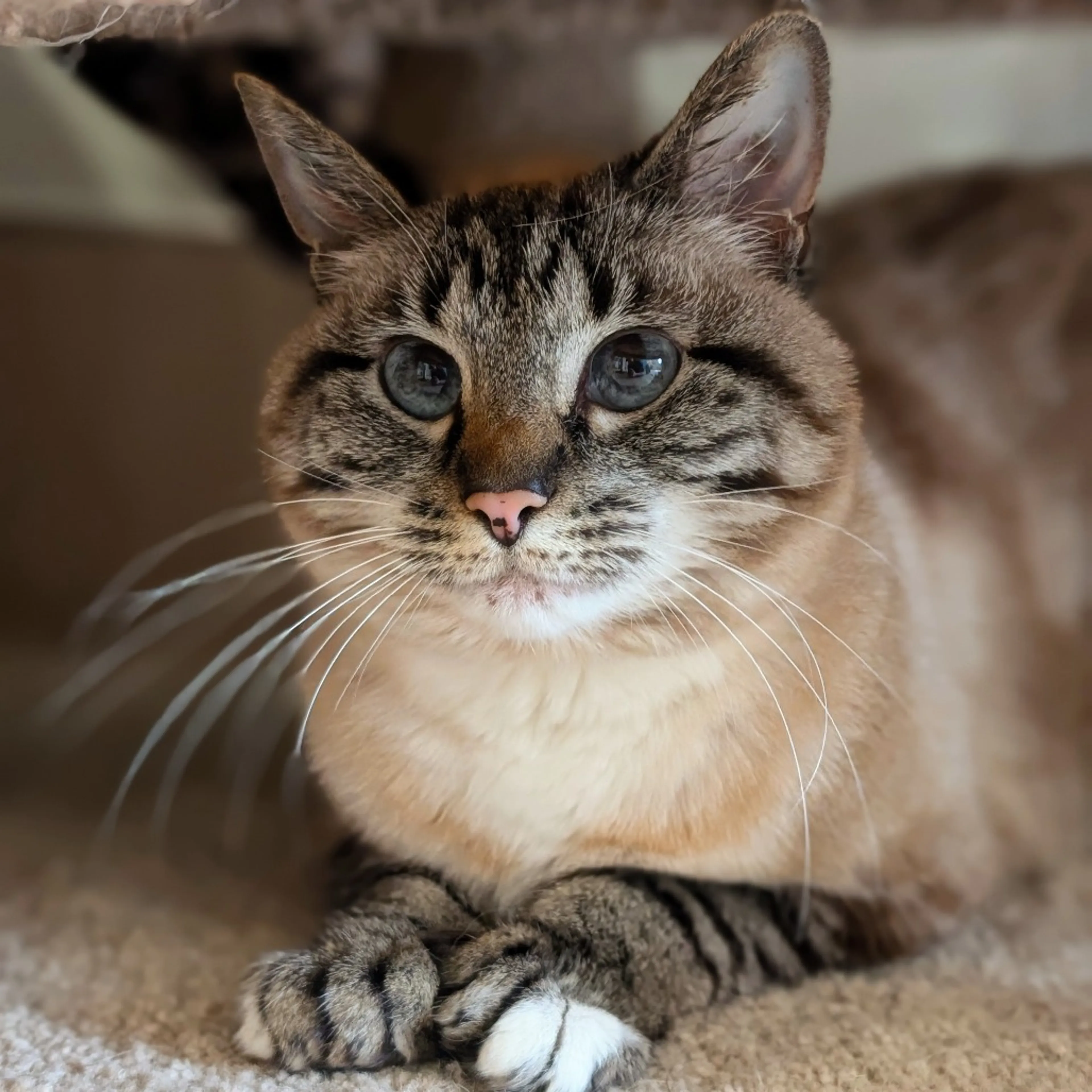 Found pet-2