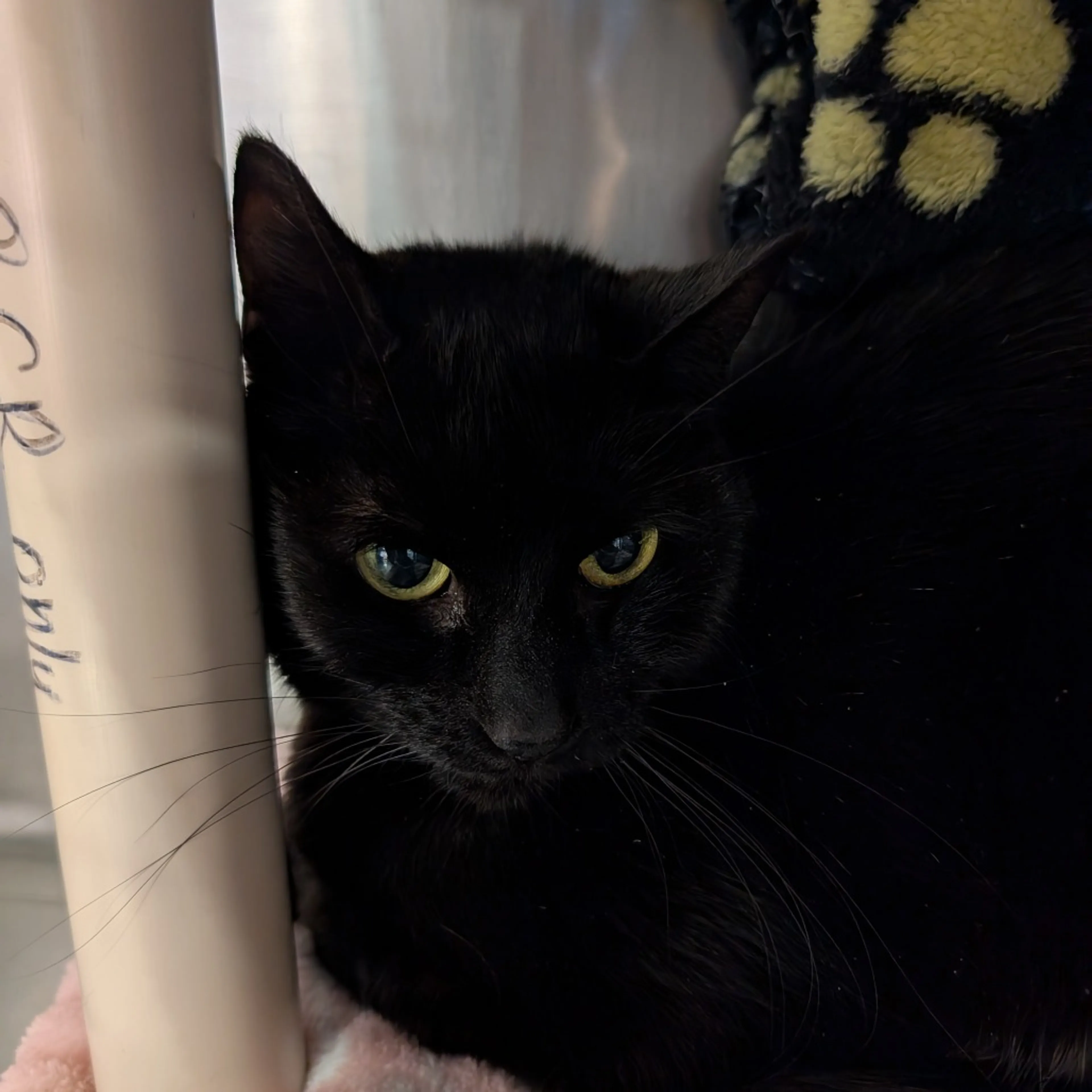 Found pet-1