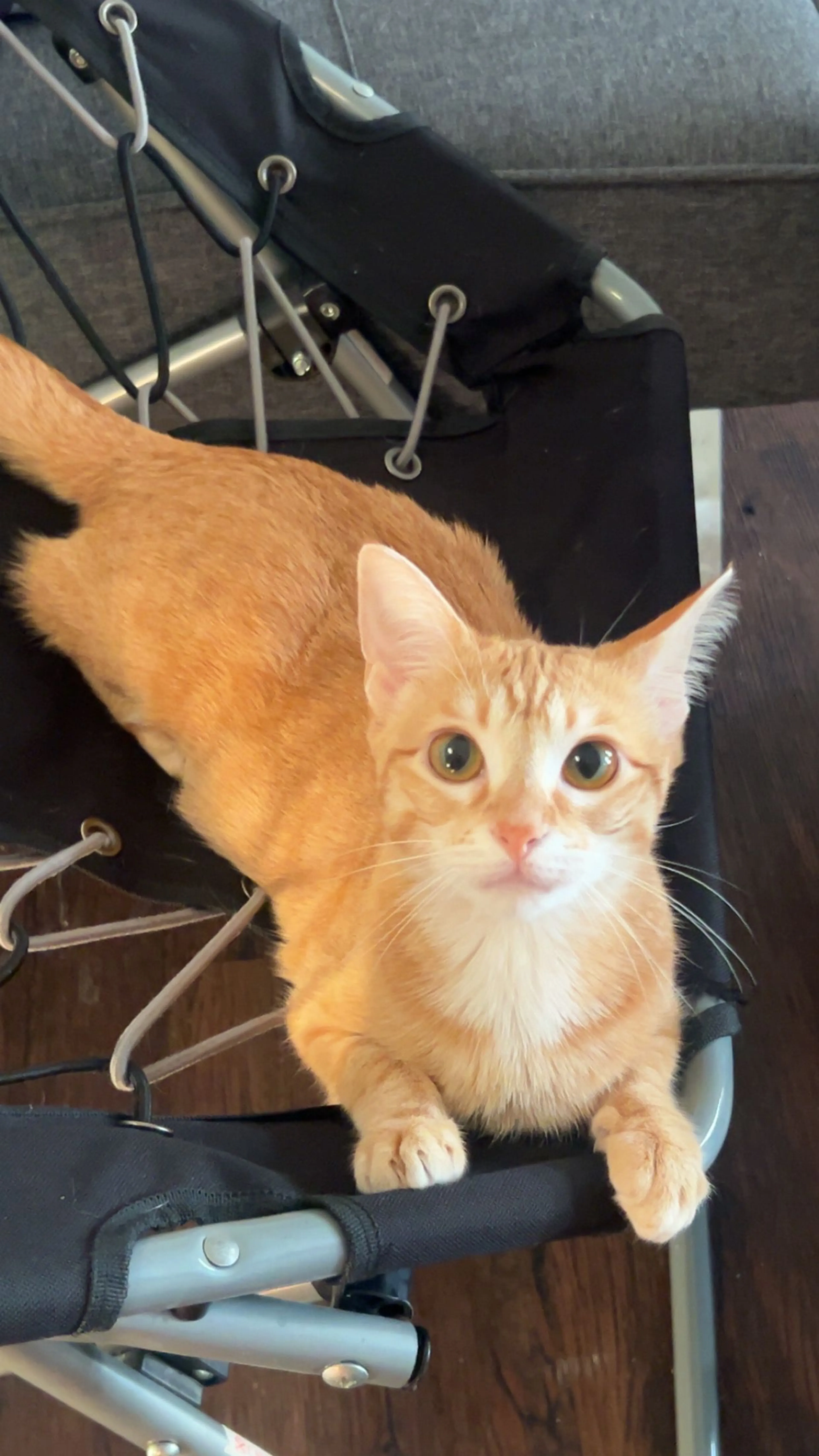 Lost pet-1