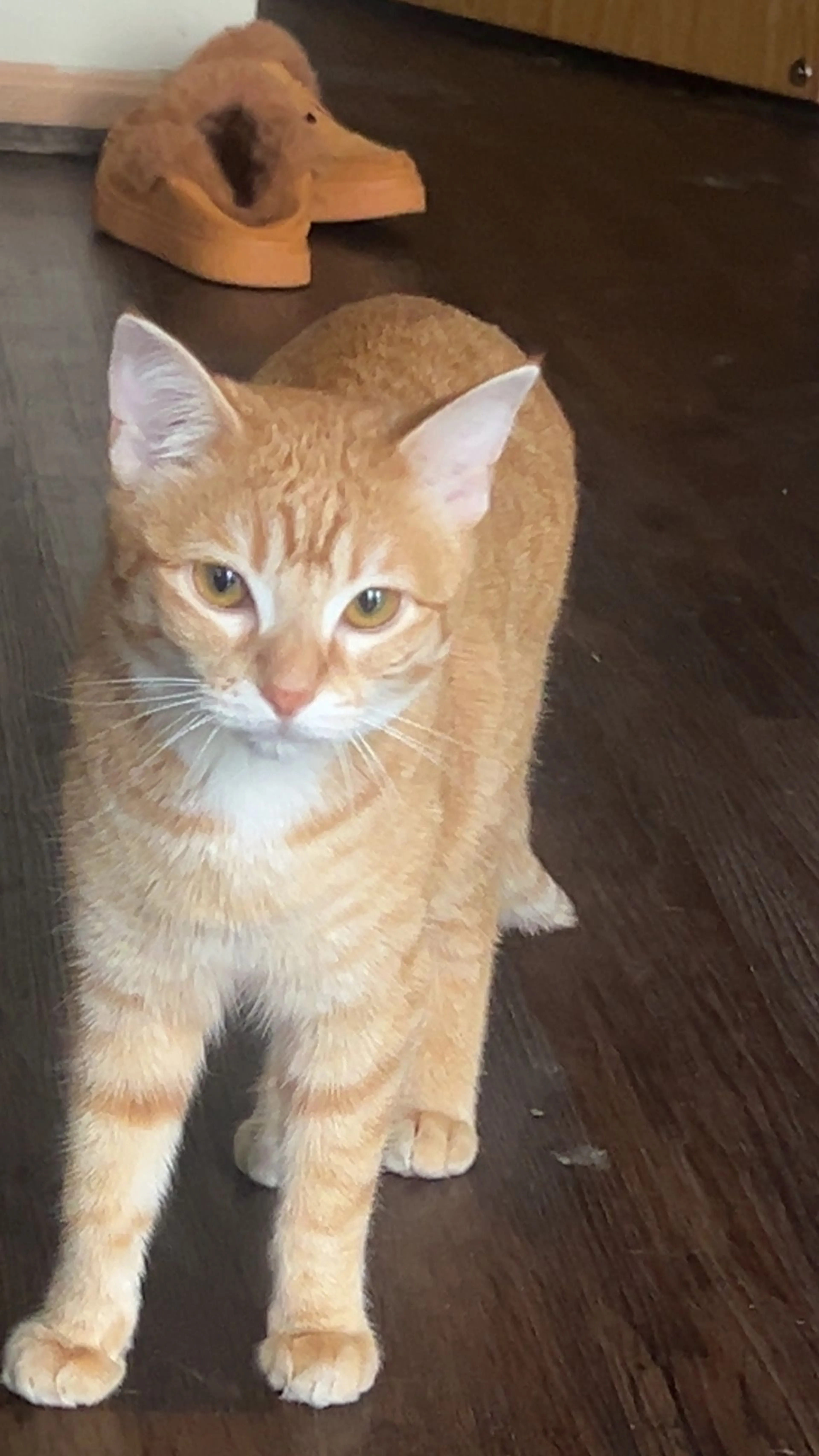 Lost pet-2