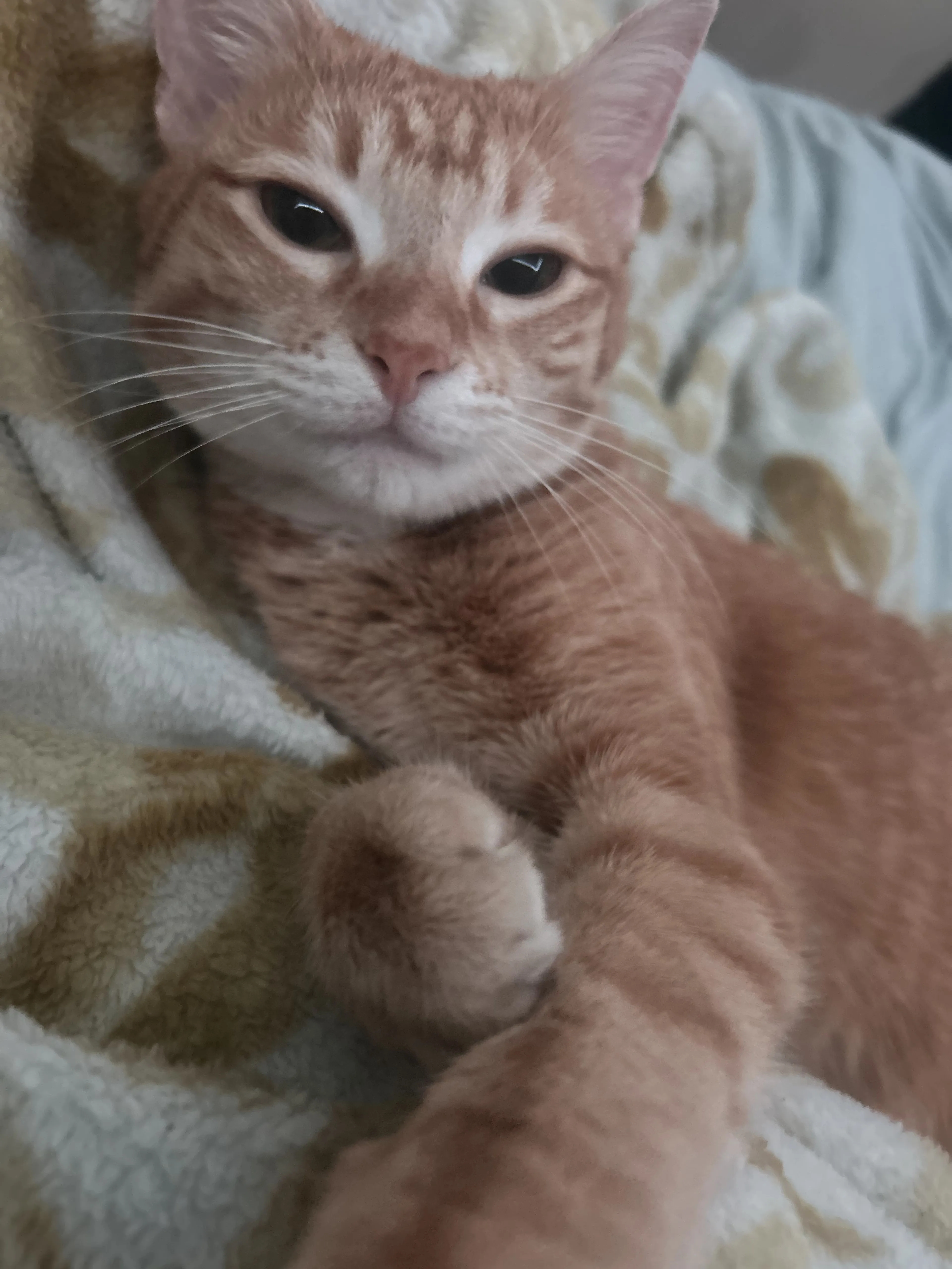 Lost pet-3