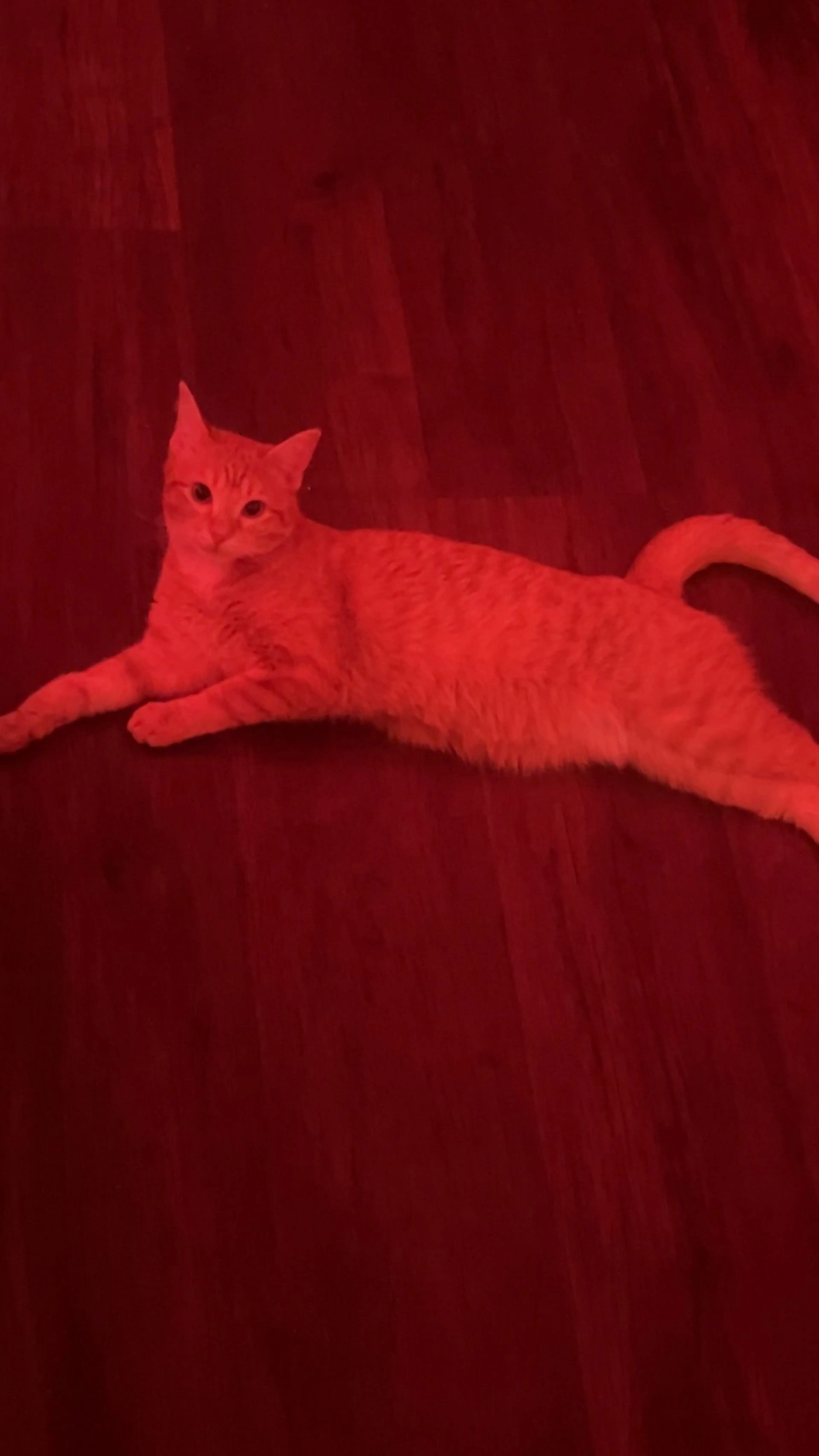 Lost pet-4