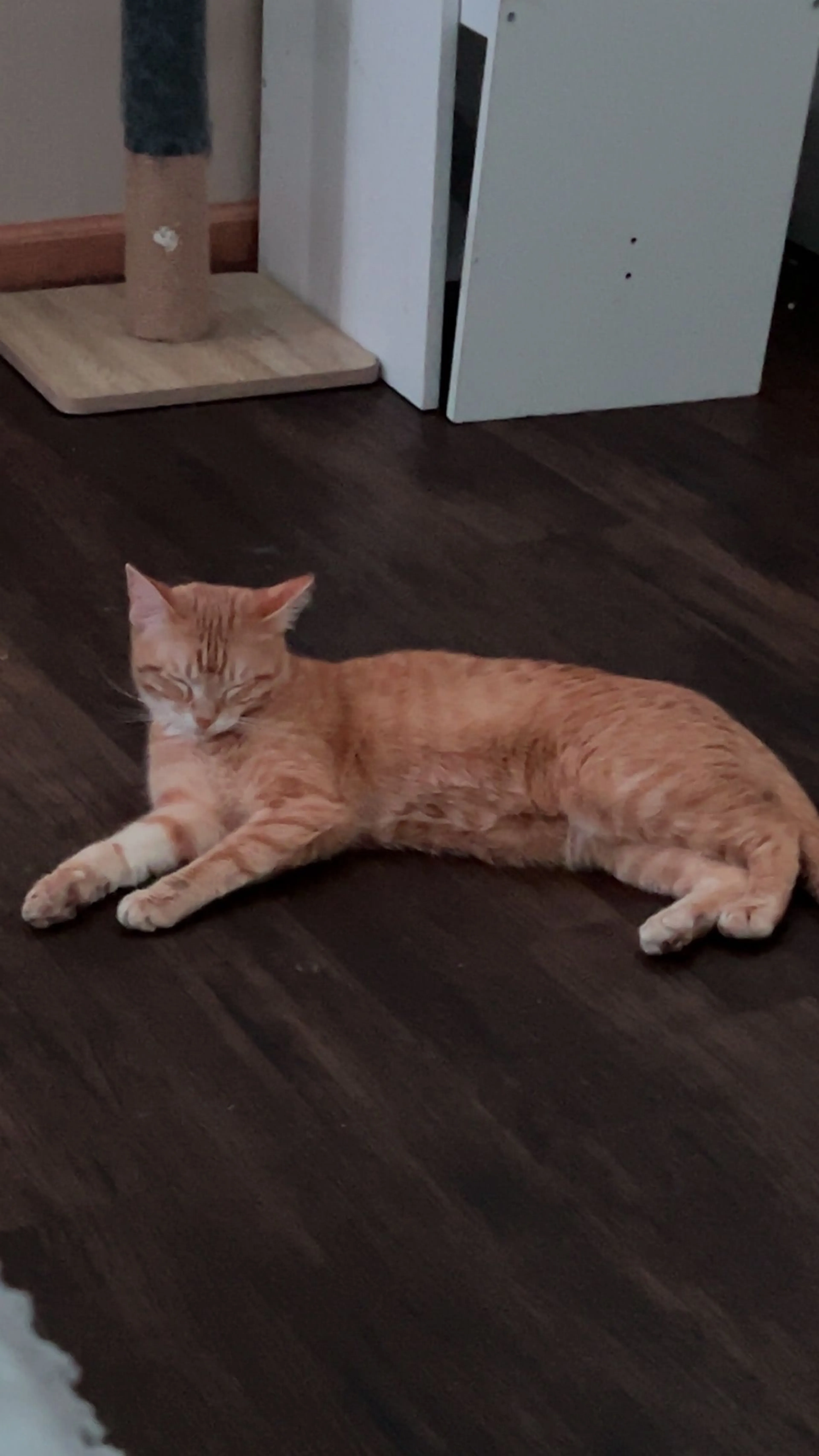 Lost pet-0