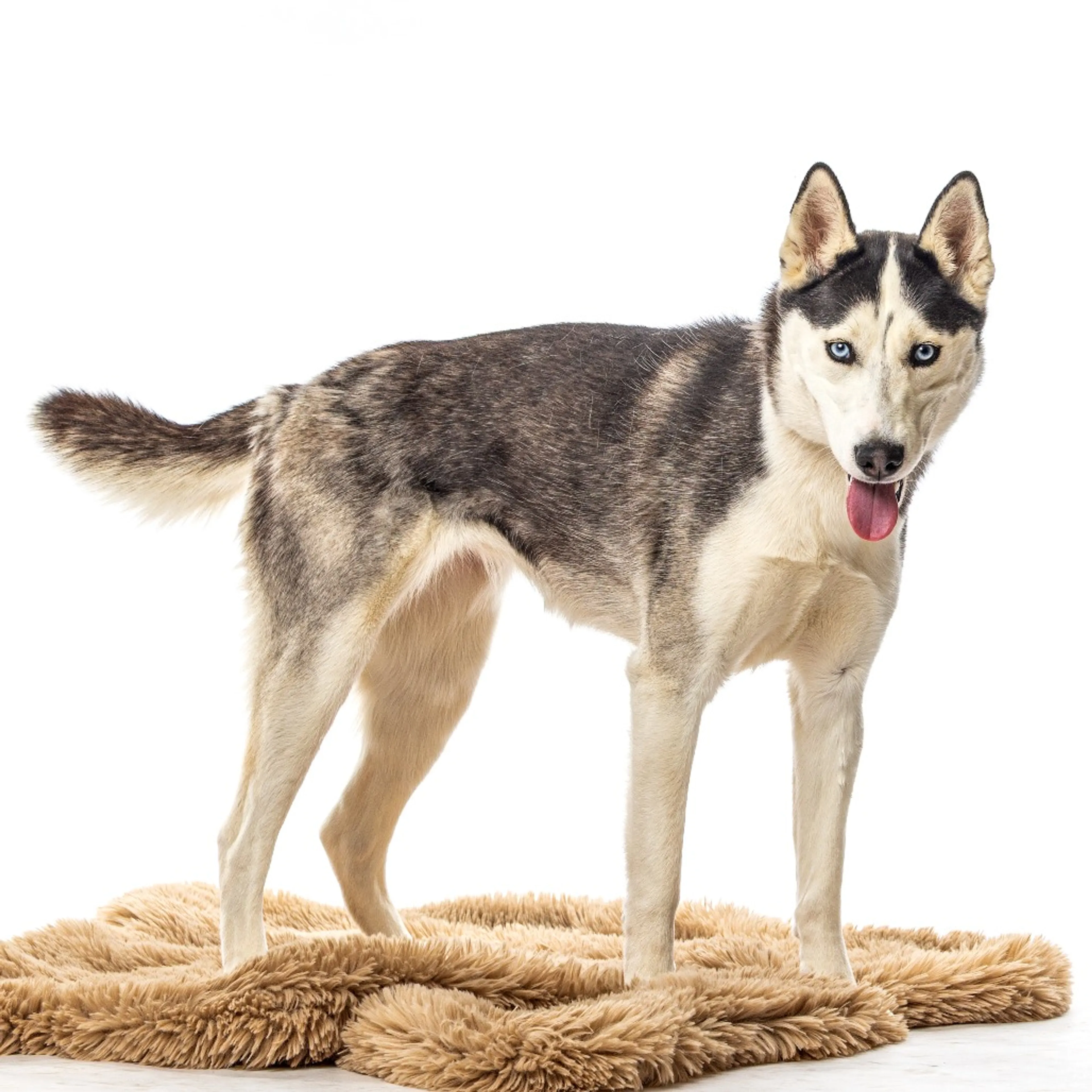 Found pet-1