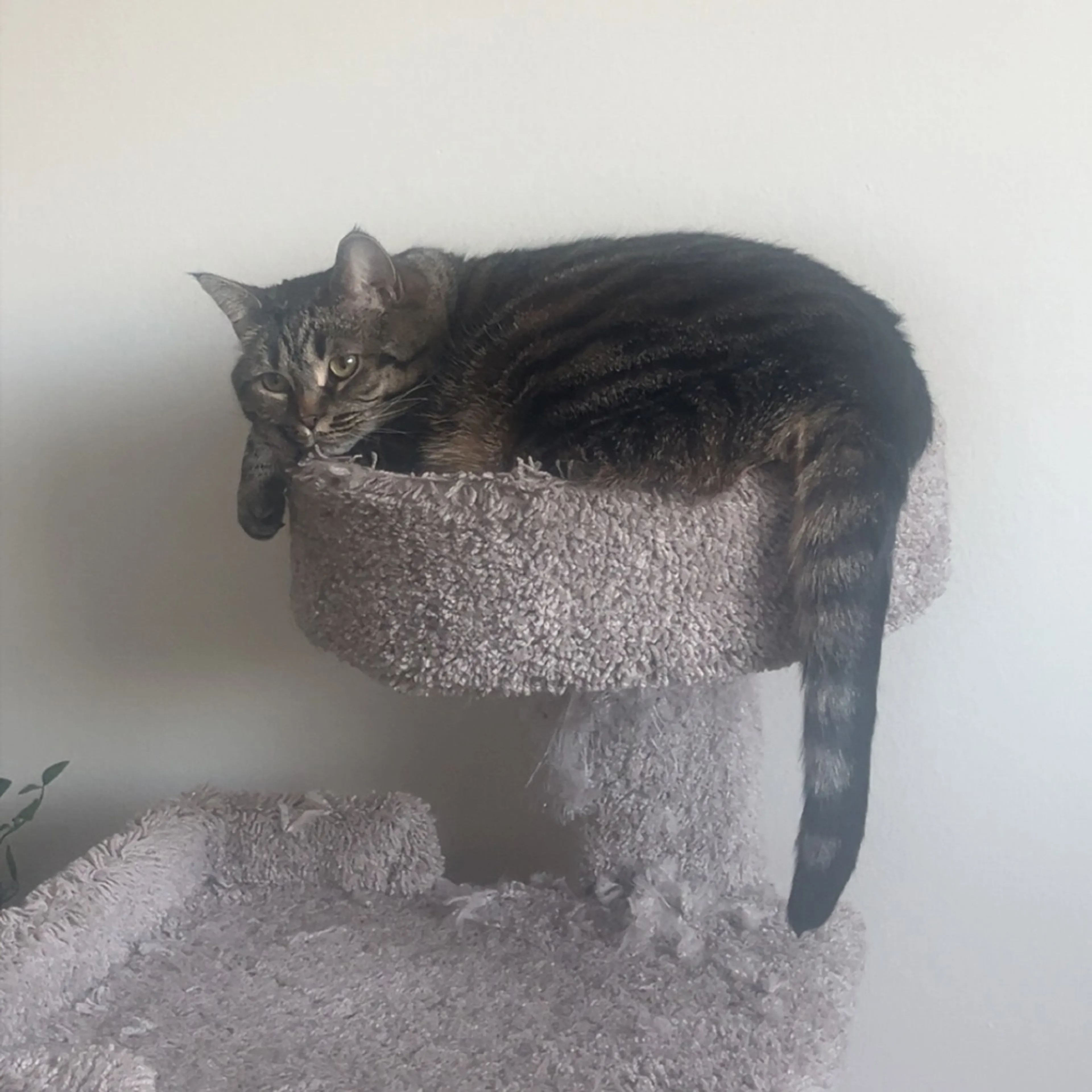 Found pet-1